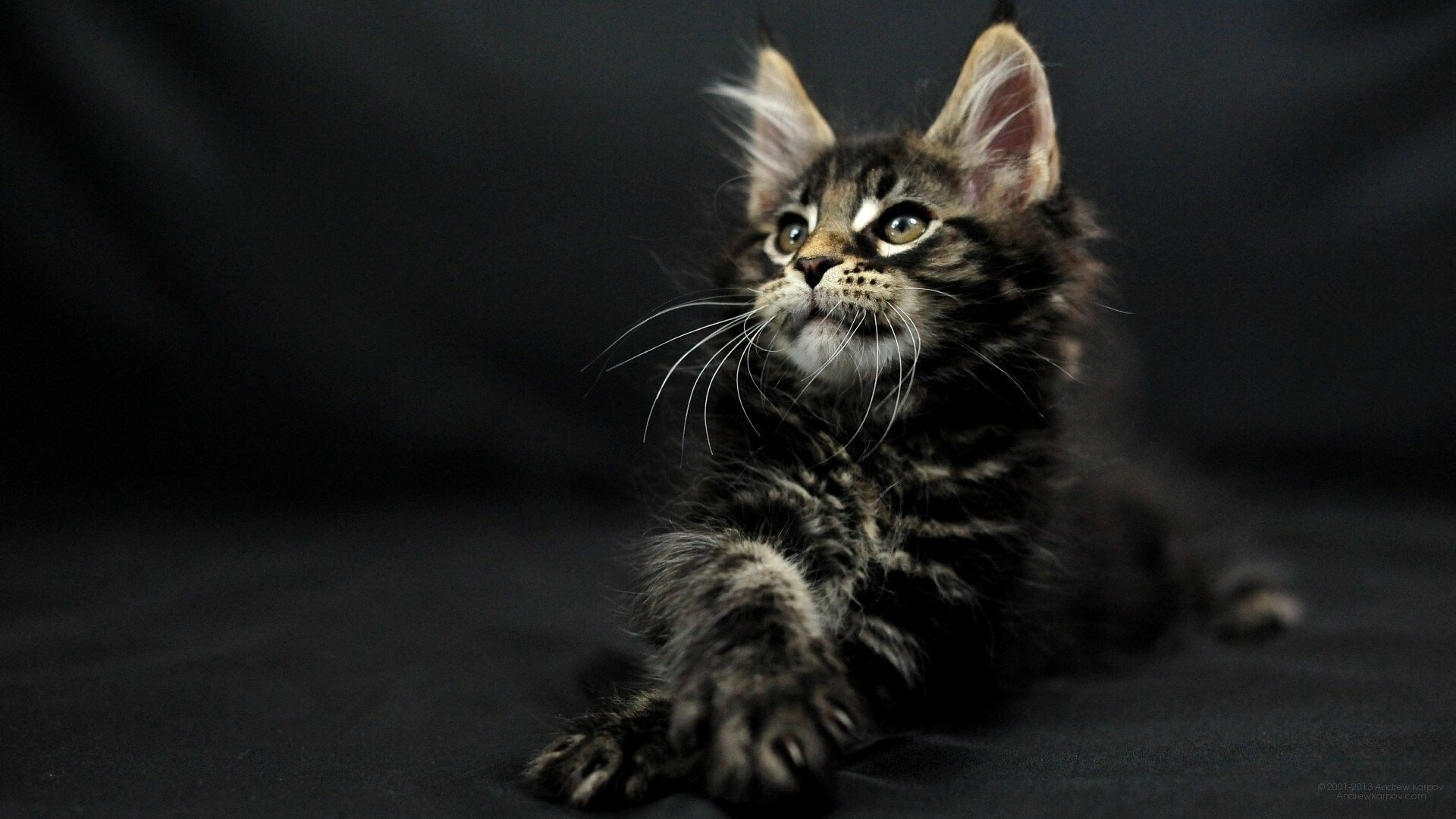 Maine Coon beauty, Majestic feline companion, Fluffy and friendly, Graceful Maine Coon, 1920x1080 Full HD Desktop