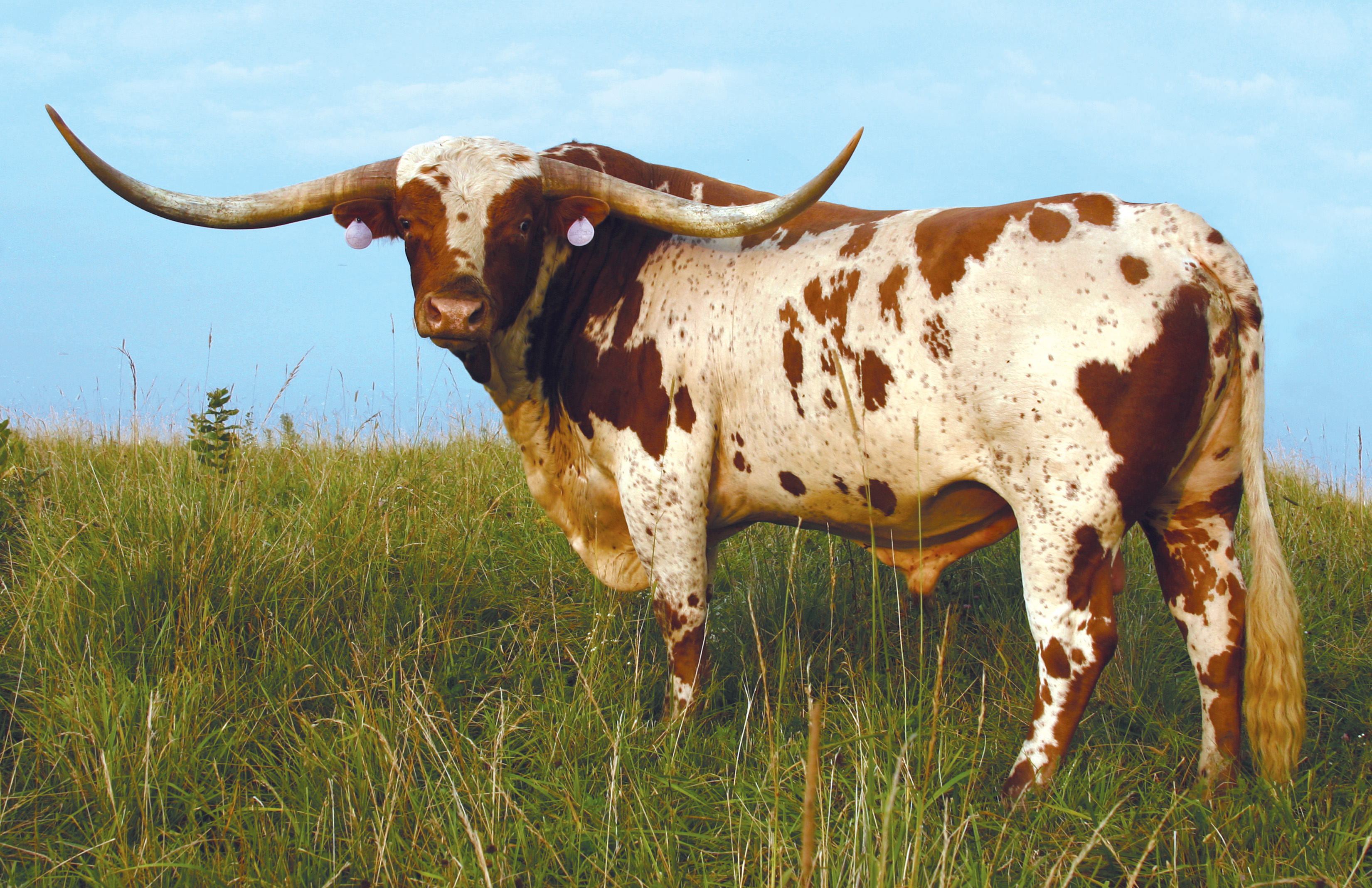 High res superbowl postcard, Longhorn cattle wallpaper, Cattle wallpaper, Longhorn wallpaper, 3310x2140 HD Desktop