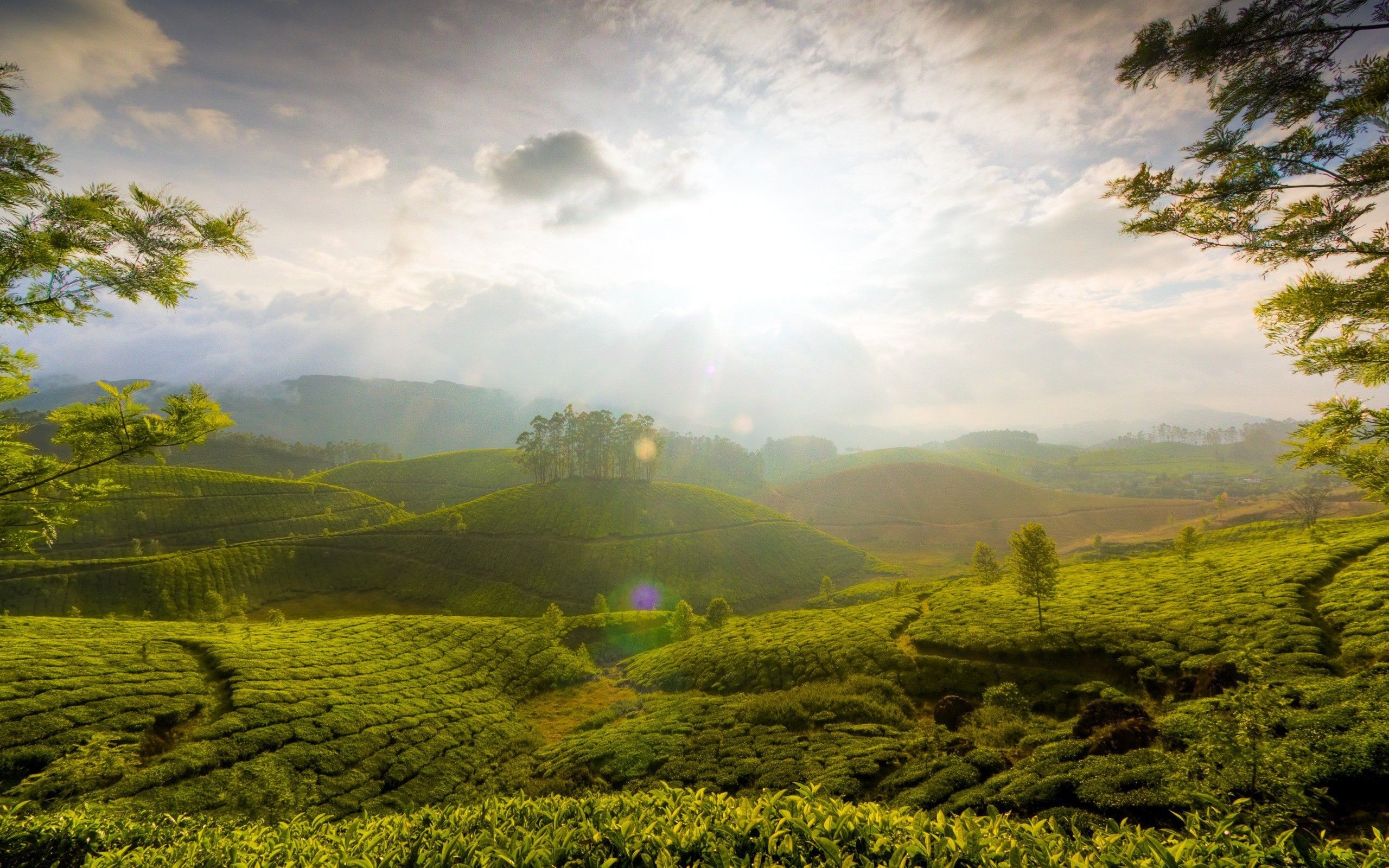 Tea Gardens, Sri Lanka Wallpaper, 2560x1600 HD Desktop