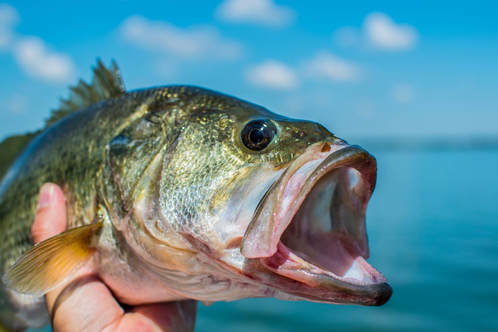 Lake Tahoe Fishing, All You Need, 2000x1340 HD Desktop