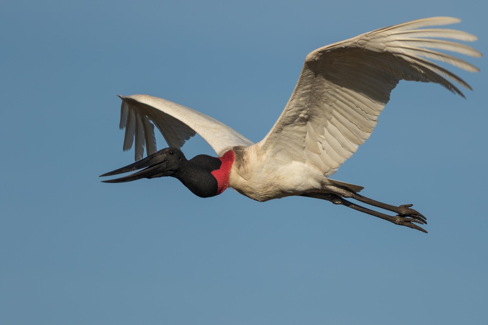 Jabiru Bird, Zoey Walker, Captivating, Birdwatching, 2000x1340 HD Desktop