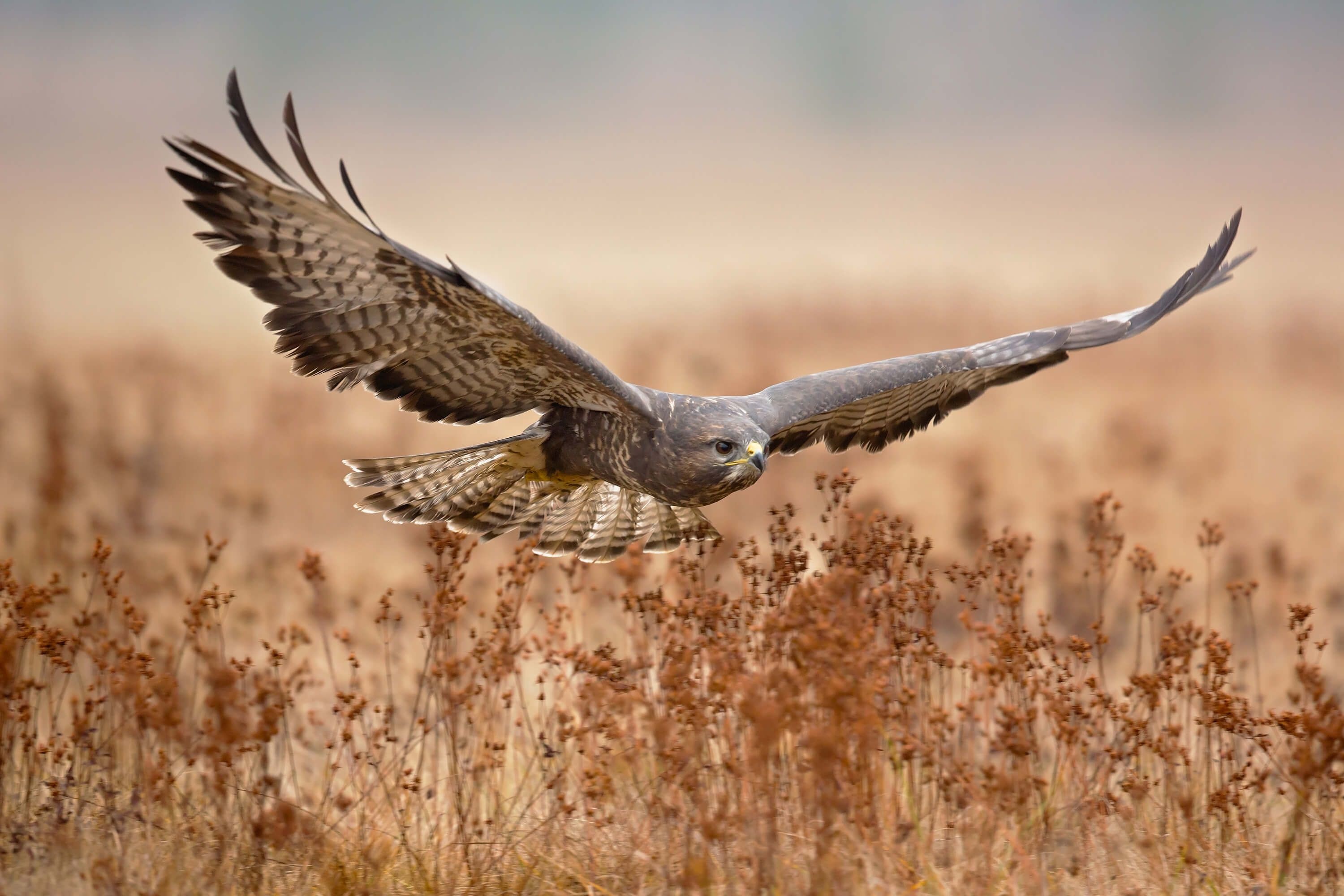 Buzzard (Animal), Eye-catching wallpaper, Magnificent buzzard, Bird's beauty, 3000x2000 HD Desktop