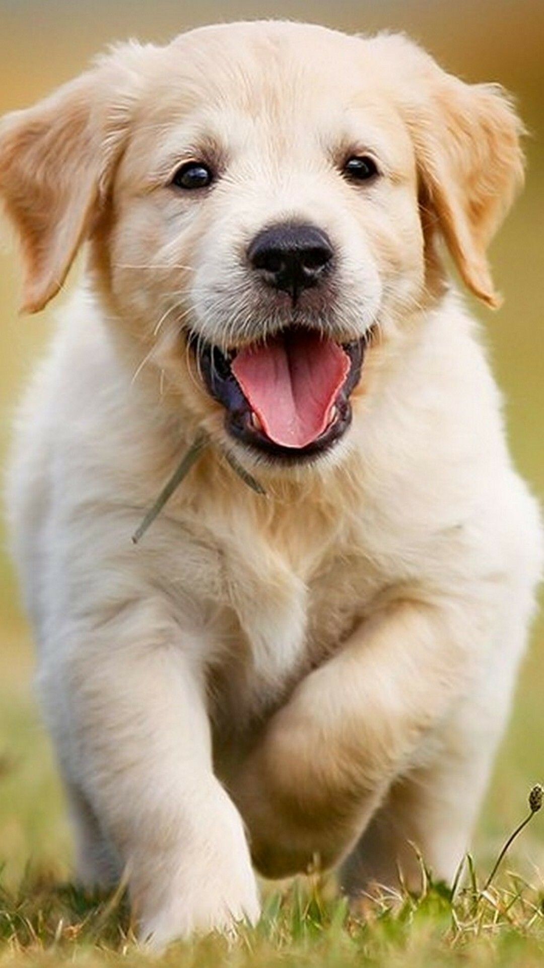 Baby dog wallpapers, Ethereal cuteness, Wallpaperlion, 1080x1920 Full HD Phone