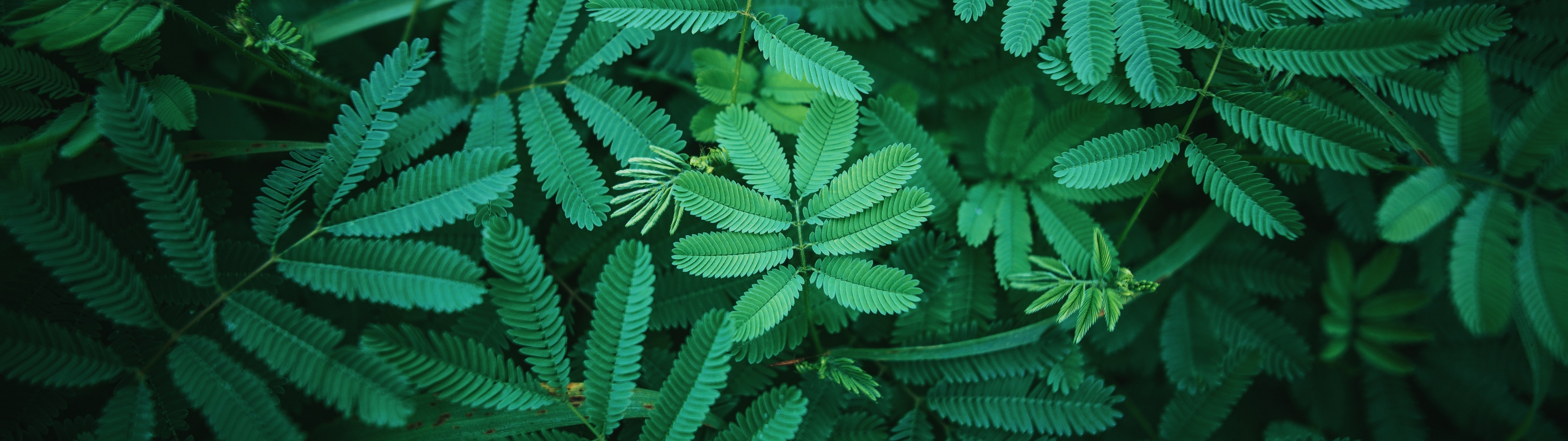 Green Leaf, Leaves wallpaper, Green spring, Nature, 3840x1080 Dual Screen Desktop