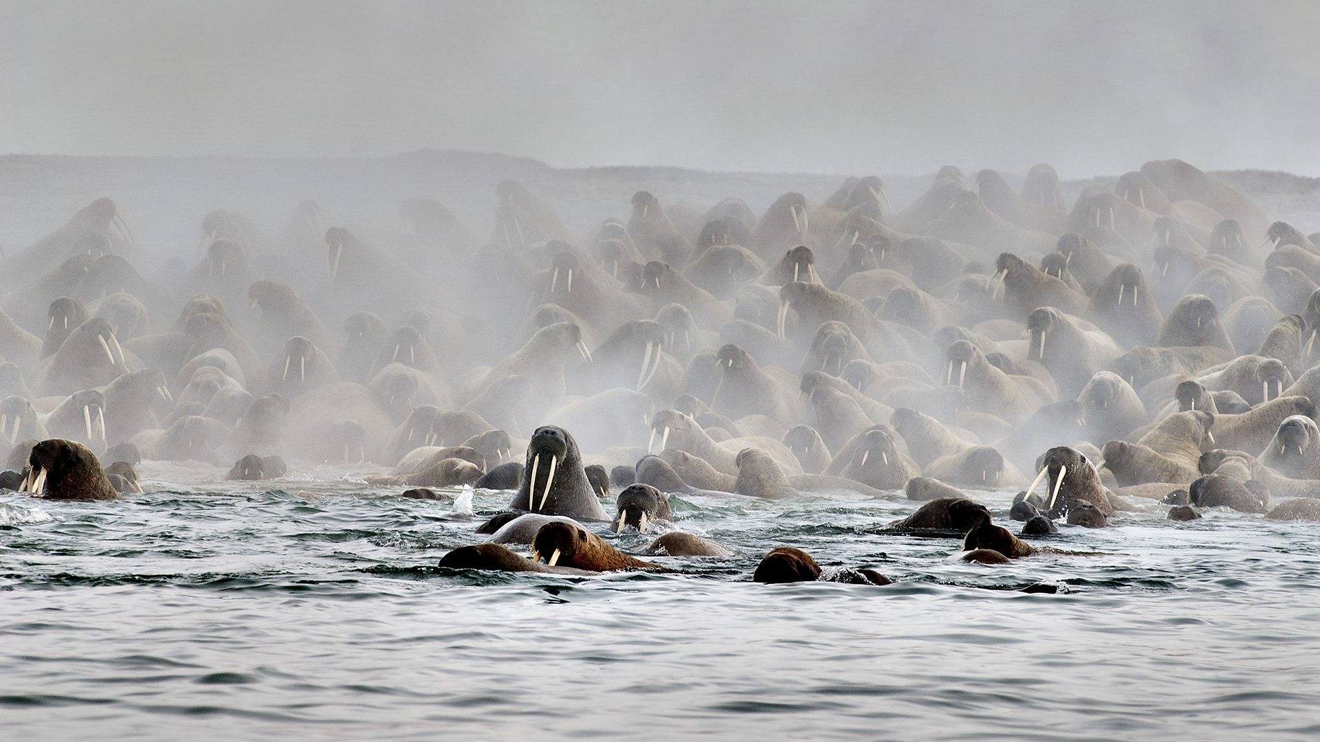 BBC Blue Planet II, Walrus filming, Arctic wildlife, Stunning footage, 1920x1080 Full HD Desktop