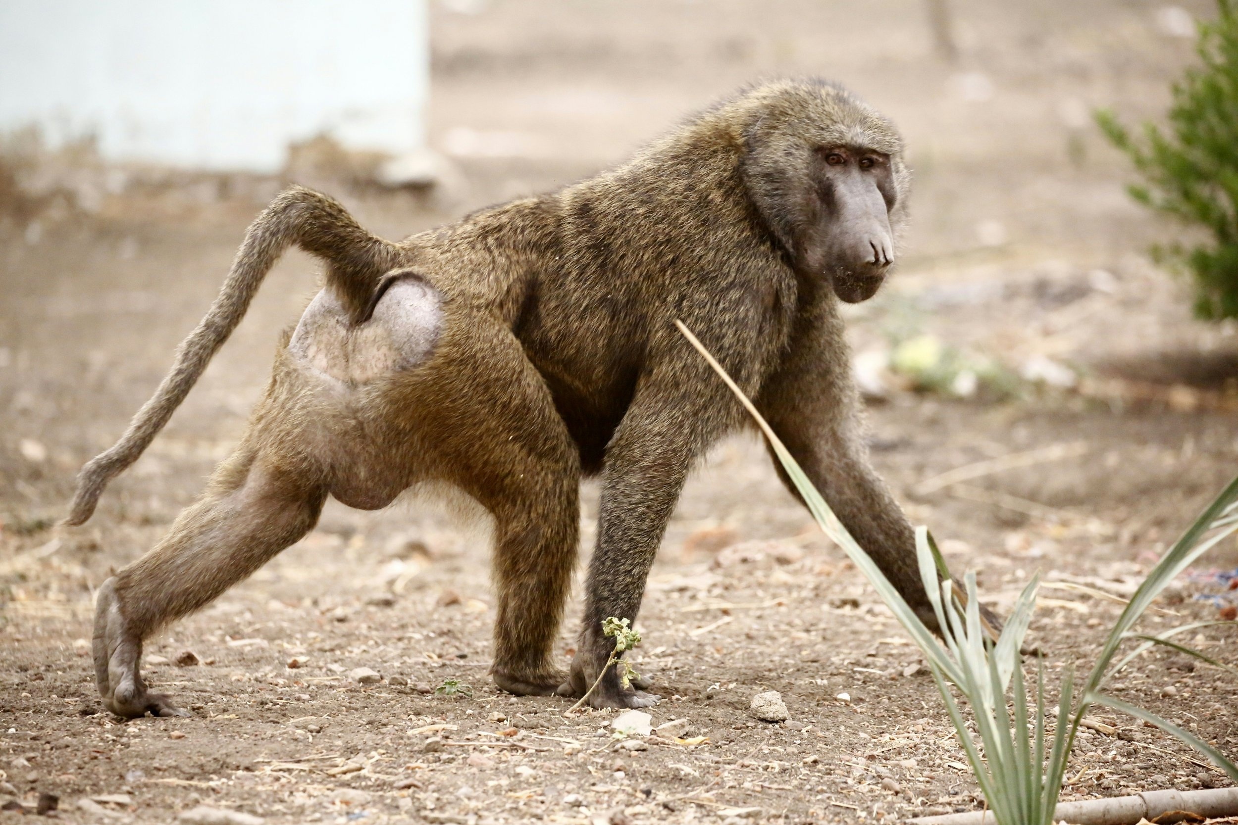 Baboon abuse, Reward for information, Animal cruelty, Disgraceful act, 2500x1670 HD Desktop