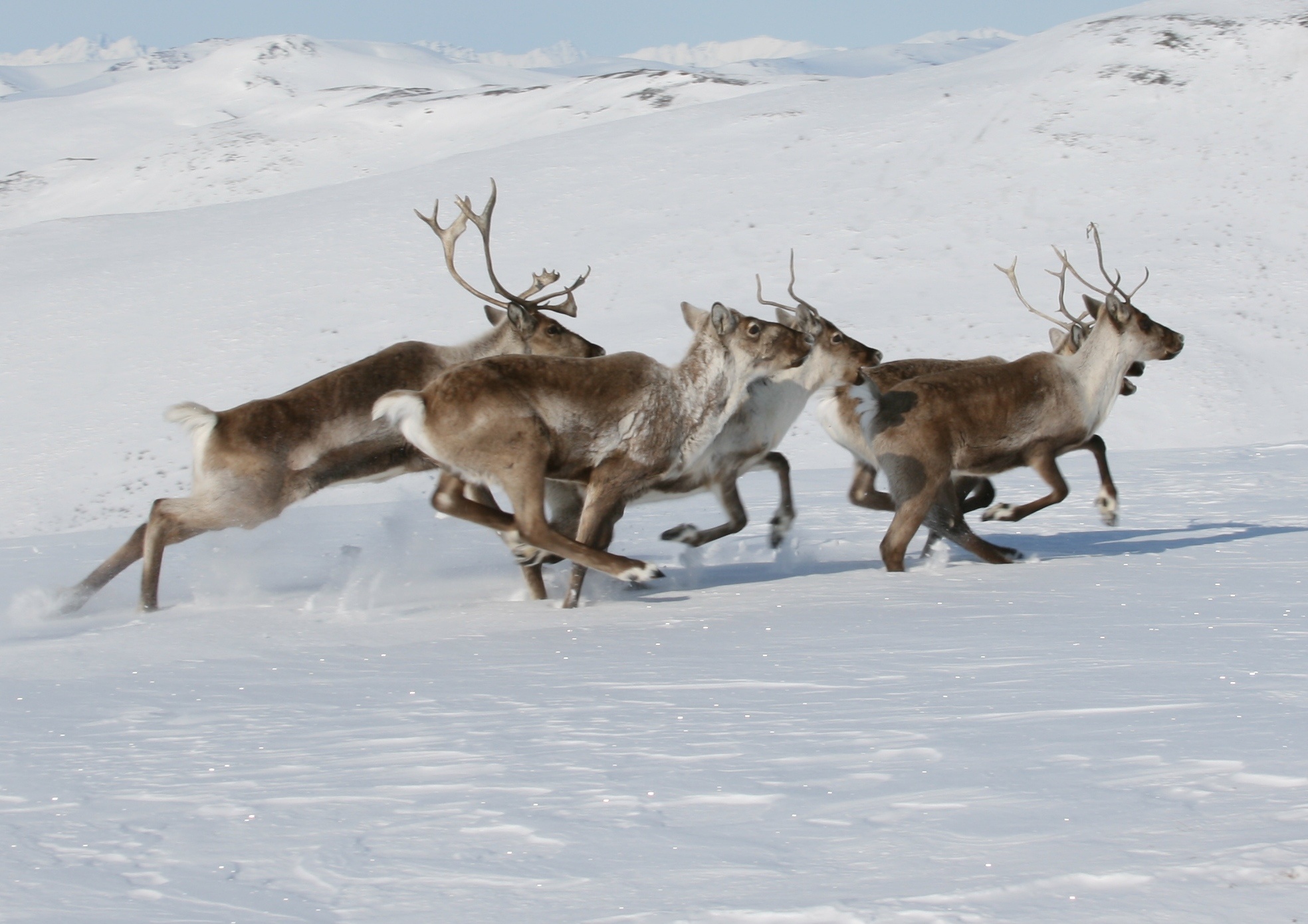 Caribou National Park, Wilderness exploration, Nature's sanctuary, Wildlife preservation, 1970x1390 HD Desktop