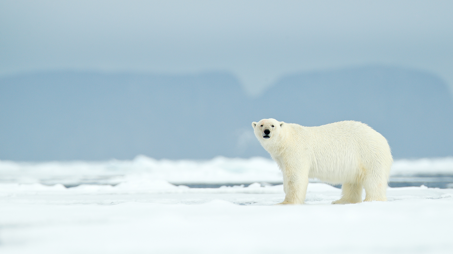 Arctic, Ownership, Live Science, 1920x1080 Full HD Desktop