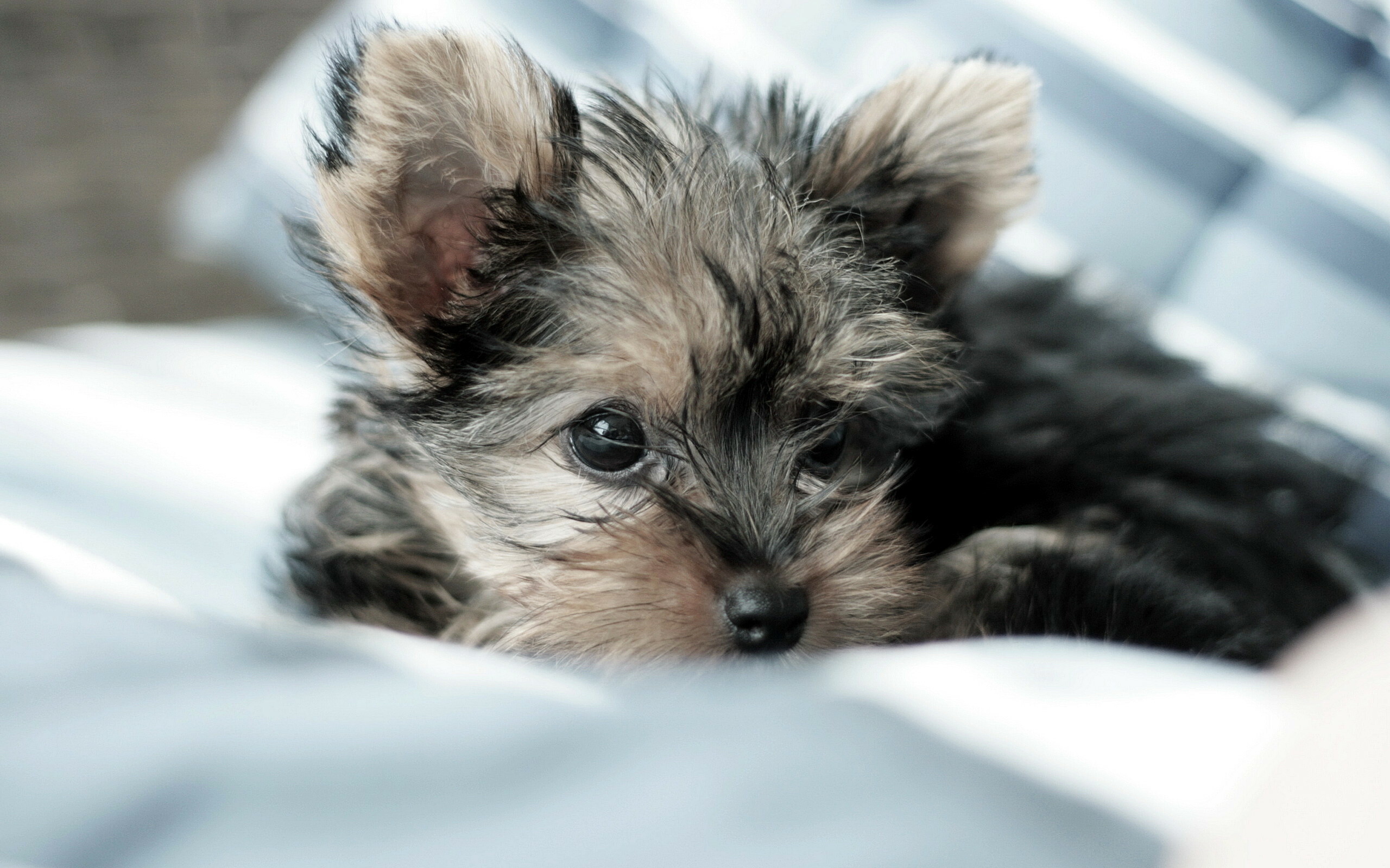 Yorkshire Terrier, Cute puppies, Adult dogs and puppies, Wholesome content, 2560x1600 HD Desktop