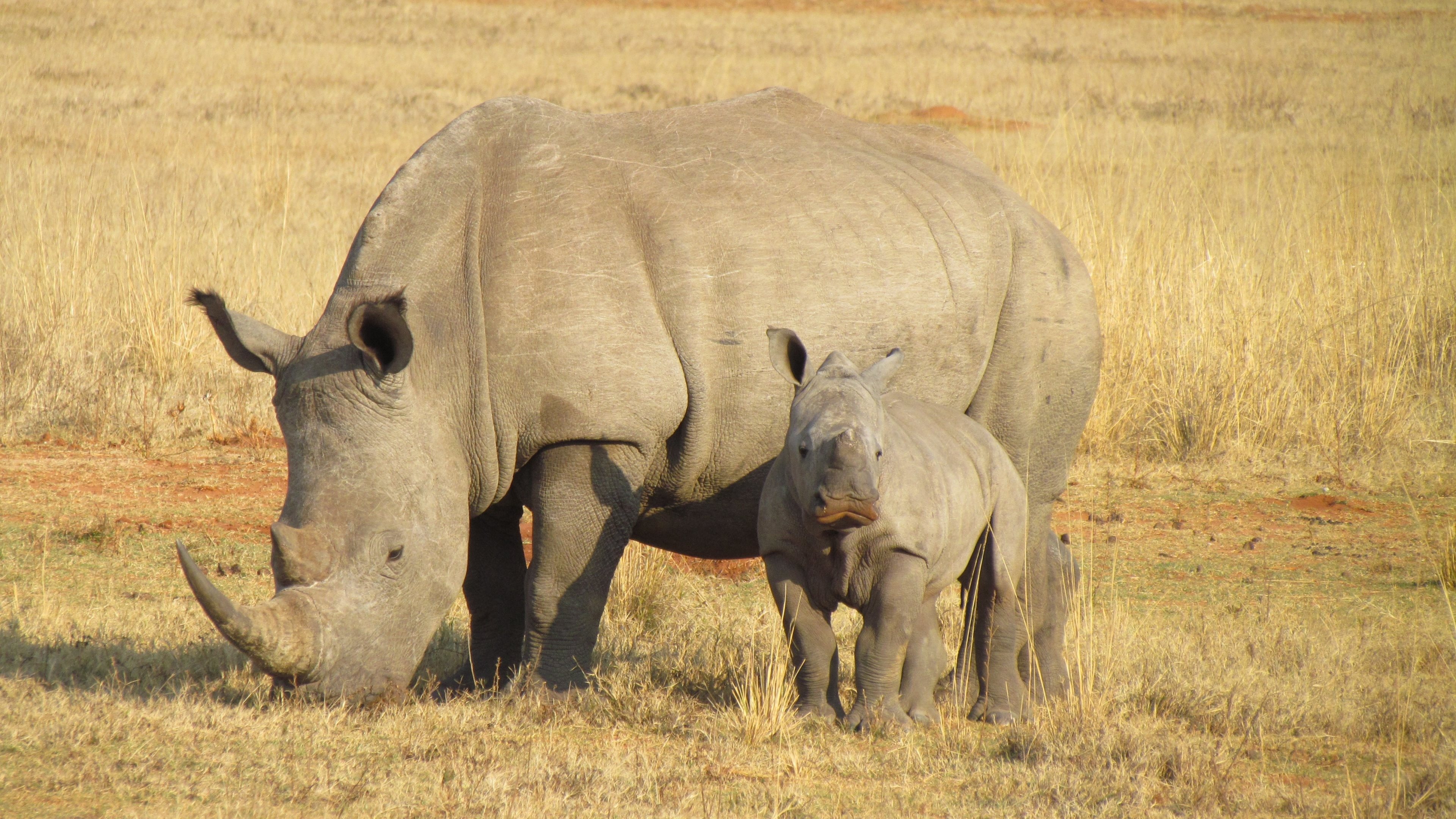 The southern white, Rhino Wallpaper, 3840x2160 4K Desktop