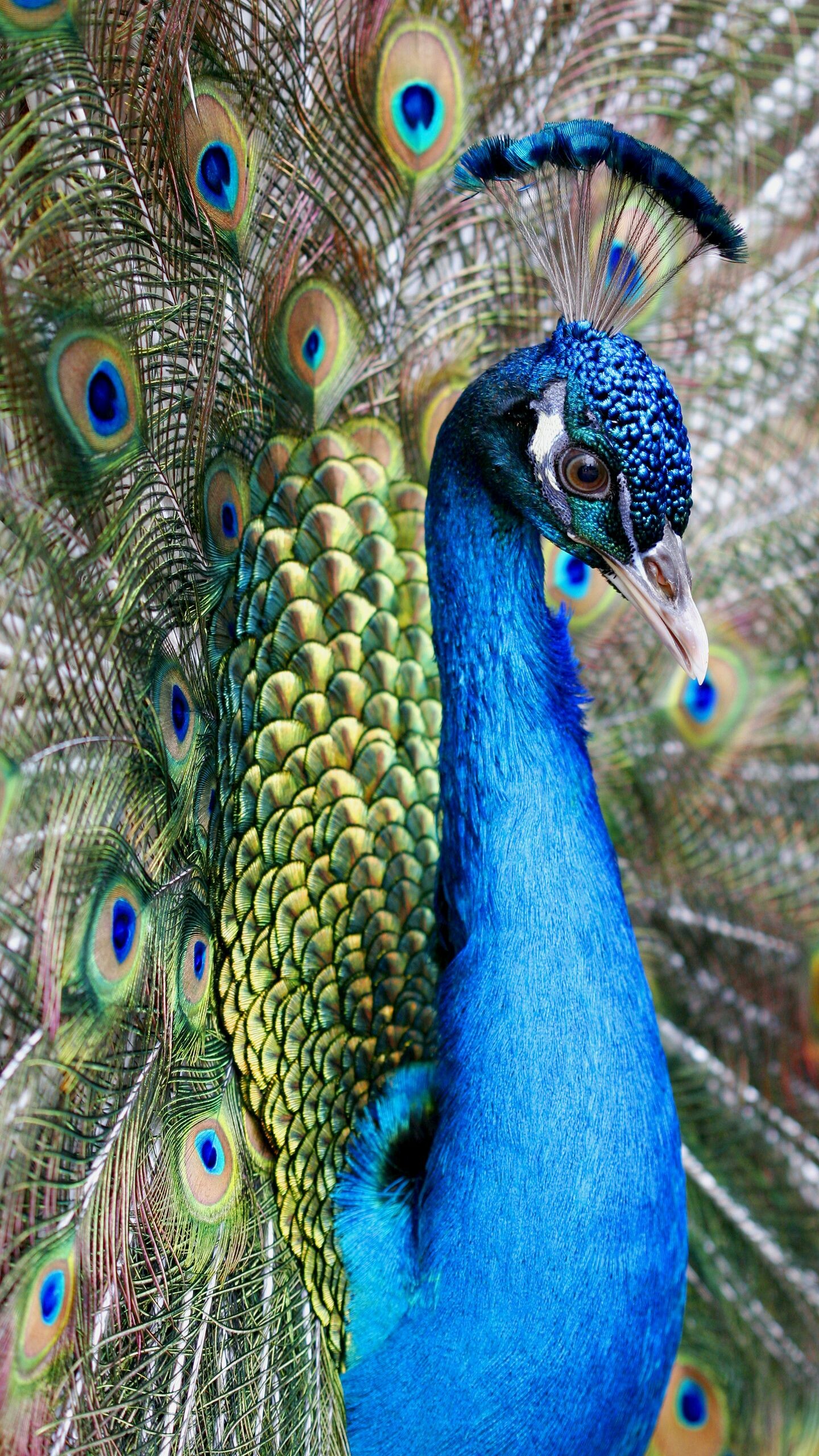 Peacock wallpaper, HD wallpapers, Silver peacock, Stunning, 1440x2560 HD Phone