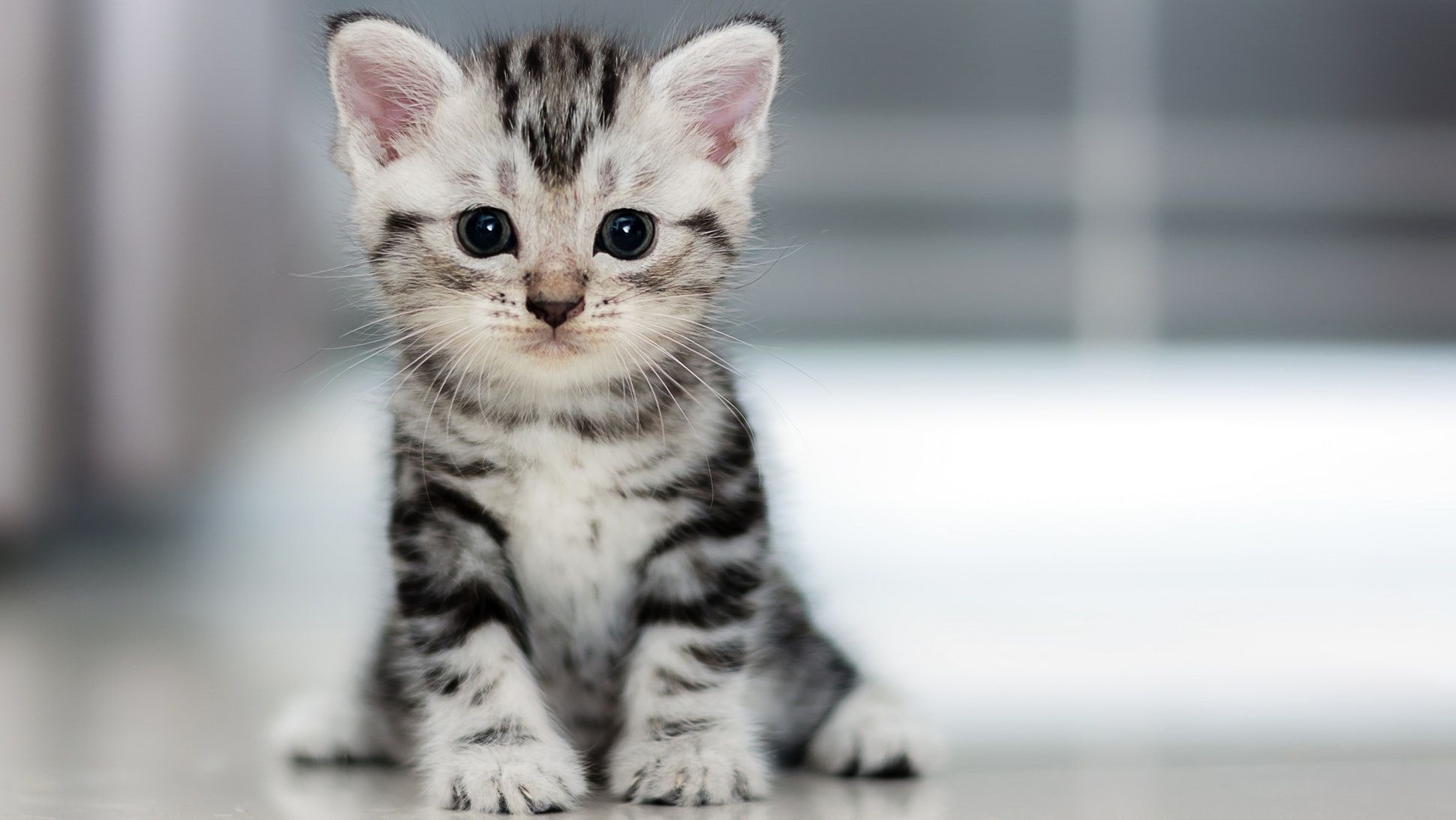 silver tabby kitten, large dark eyes, glossy reflective floor, HD Desktop wallpaper