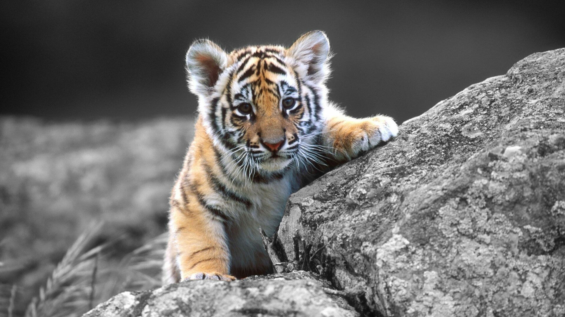 Tiger Cub, Animals, HD, Free, 1920x1080 Full HD Desktop