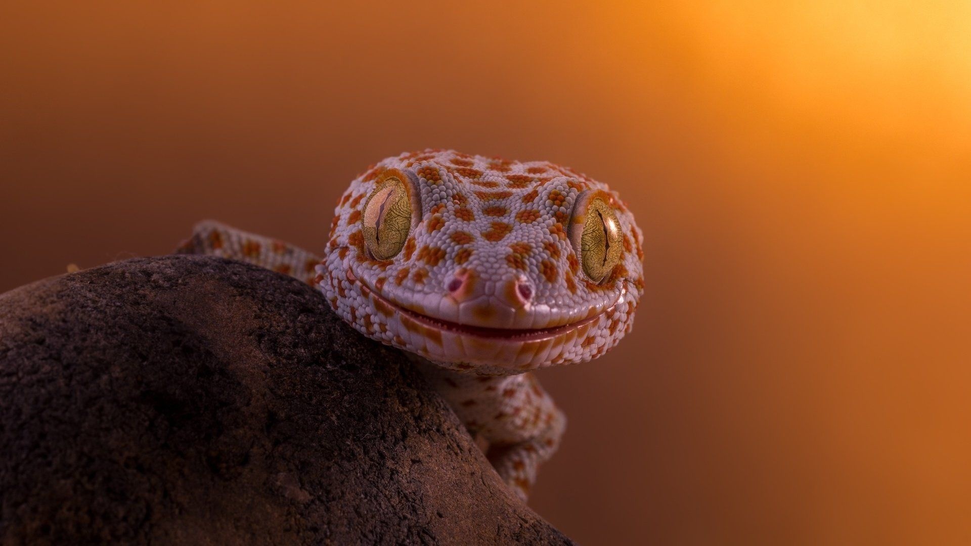 Gecko collection, Desktop delight, Striking wallpapers, Reptilian beauty, 1920x1080 Full HD Desktop