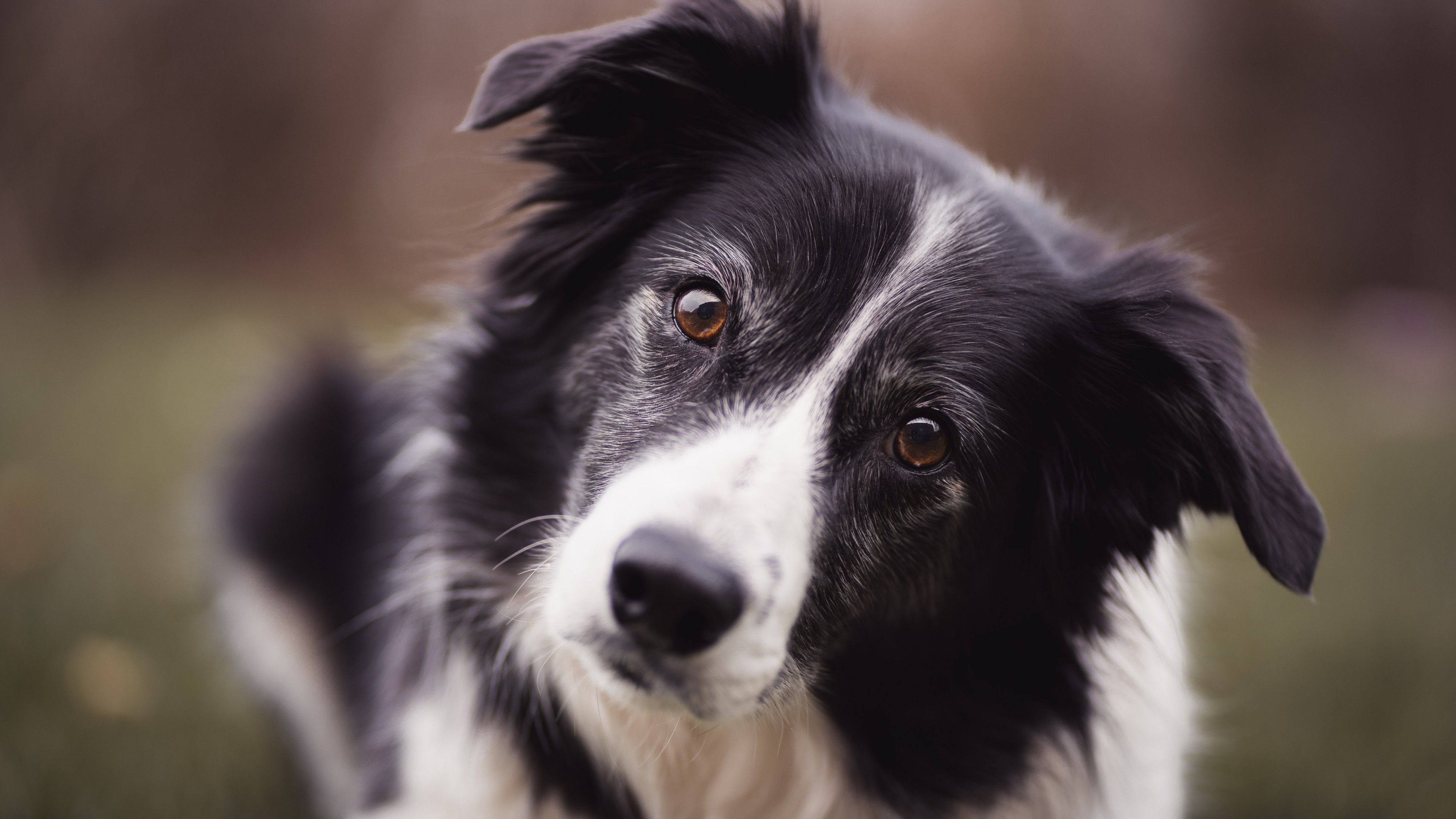 Border Collie, Close-up blur, UHD TV, Cute dog, 3840x2160 4K Desktop