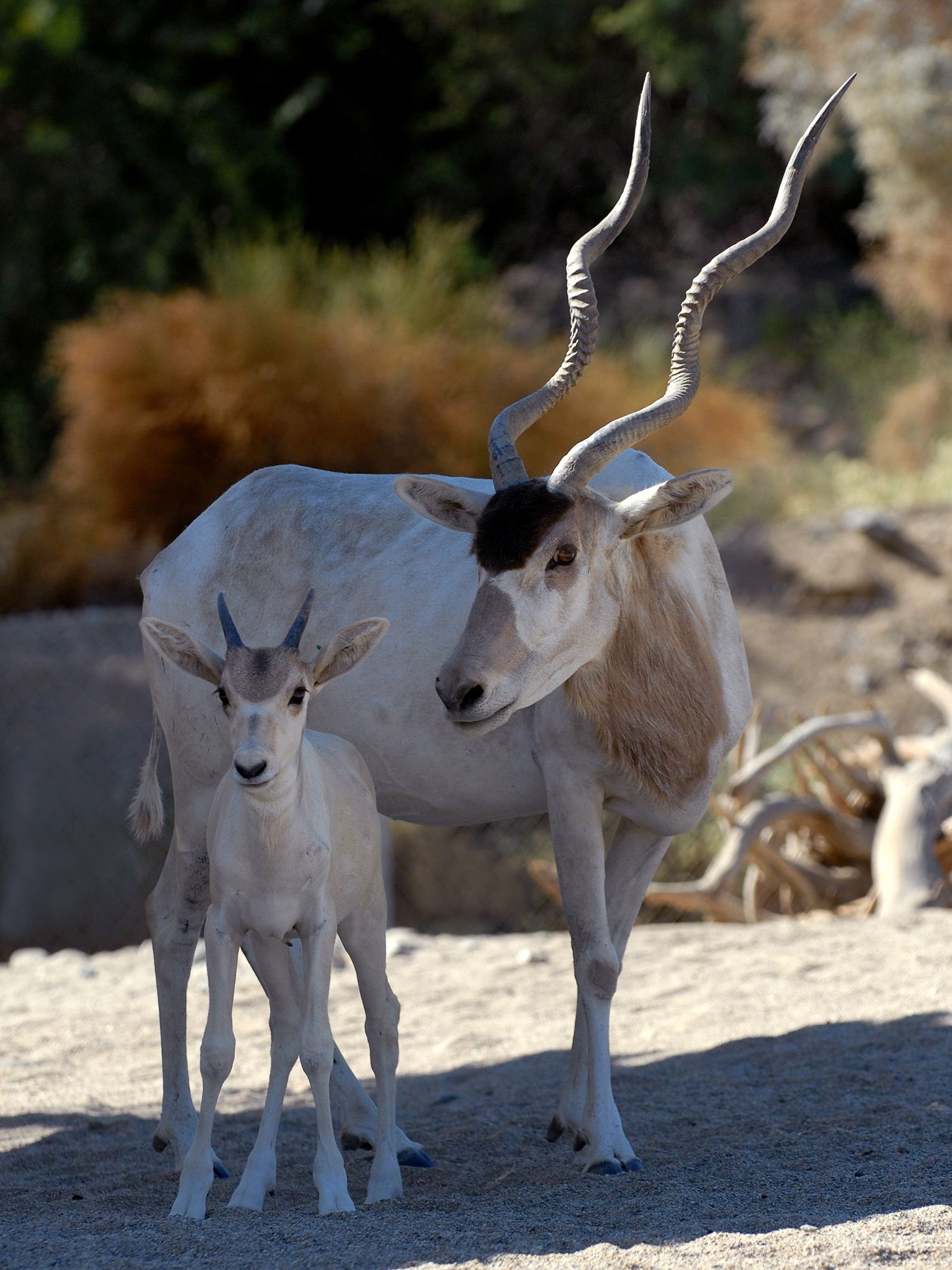 Living desert, Africa, African animals, Addax, 1500x2000 HD Phone