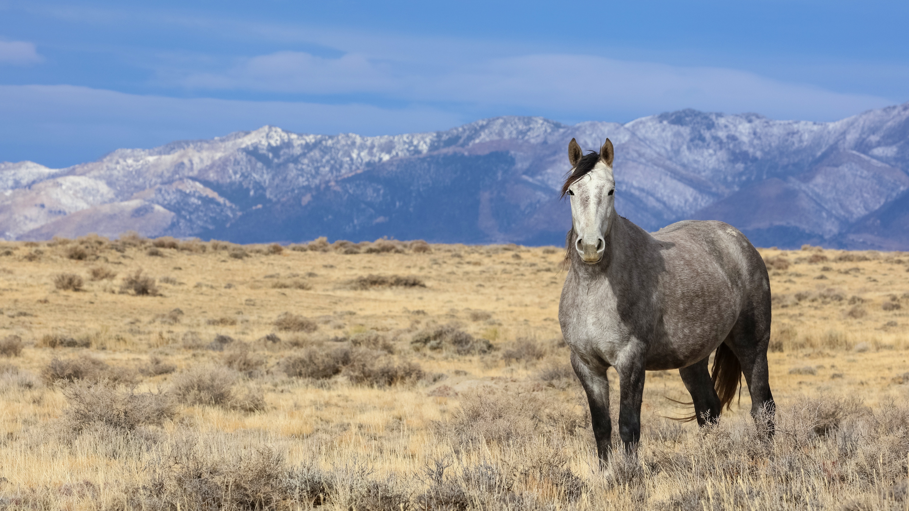 Horse wallpaper, Resolution, 3840x2160 4K Desktop