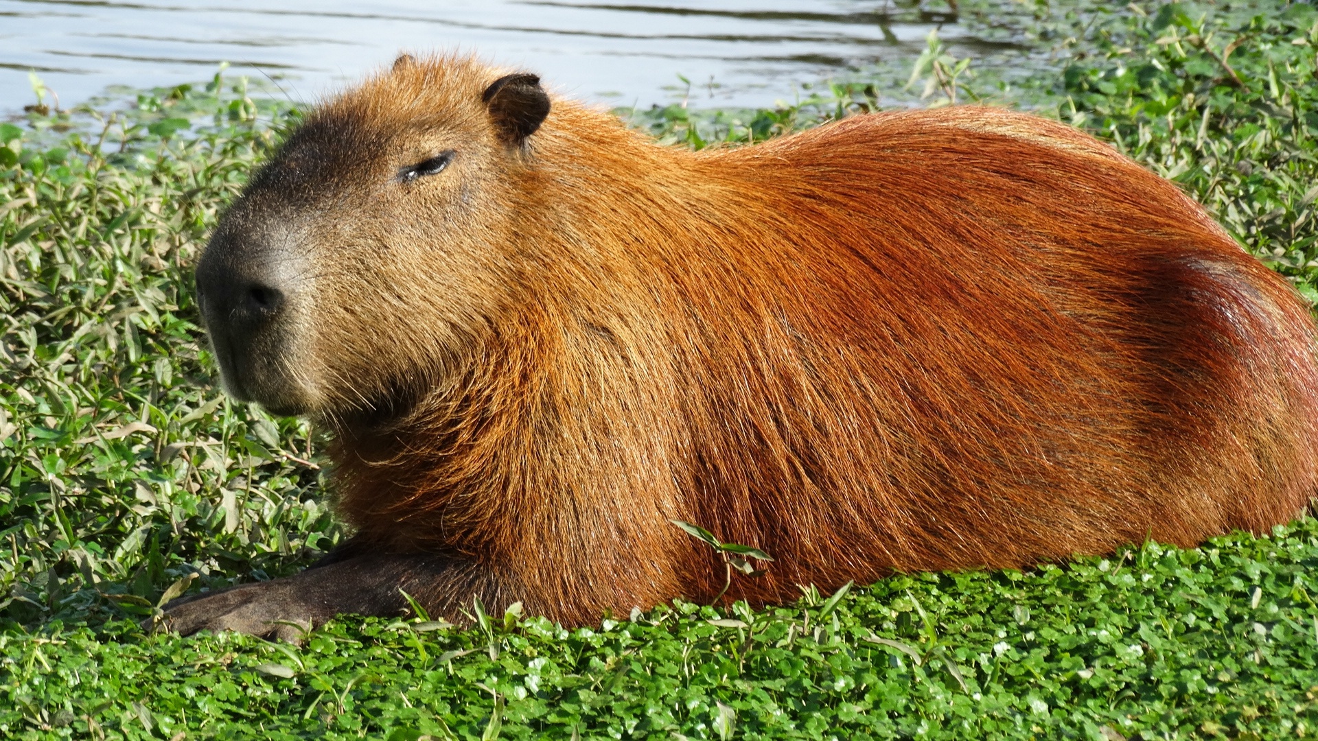 Capybara wallpaper, Ryan walker, Adorable animals, Zoological art, 1920x1080 Full HD Desktop