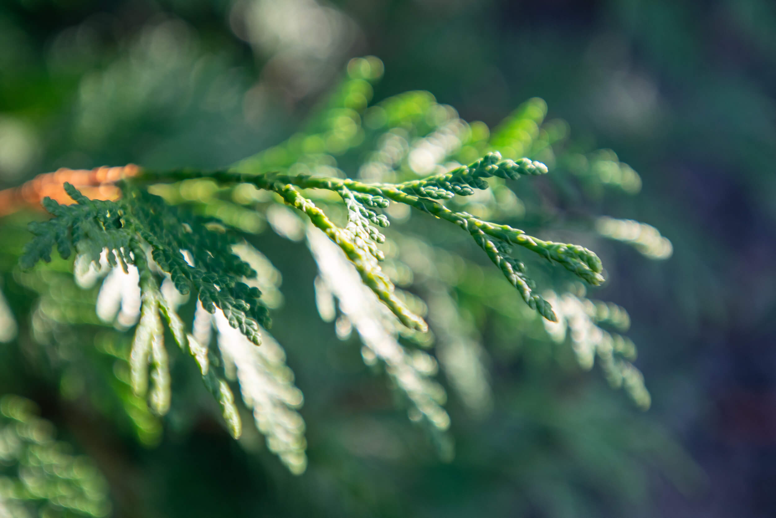 Eastern arborvitae, Purdue Fort Wayne, Nature's beauty, Green foliage, 2500x1670 HD Desktop