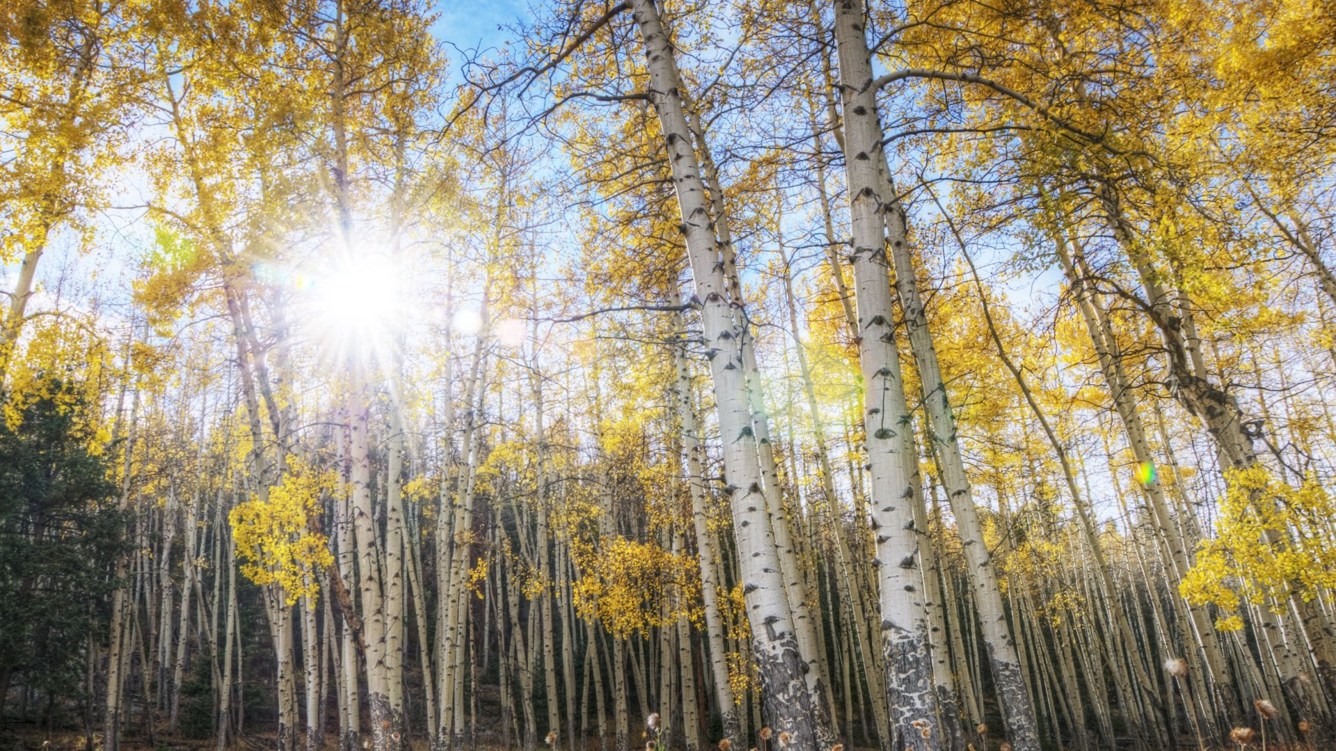 Aspen Tree, Tree wallpapers, Natural wonder, Scenic view, 1920x1080 Full HD Desktop