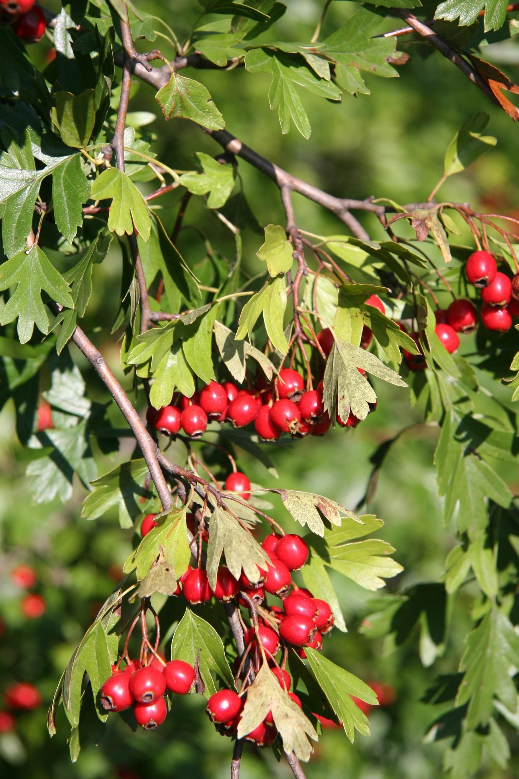 Hawthorn Tree Nature, English Hawthorn, Crataegus Monogyna, Weedwise Program, 2050x3080 HD Phone