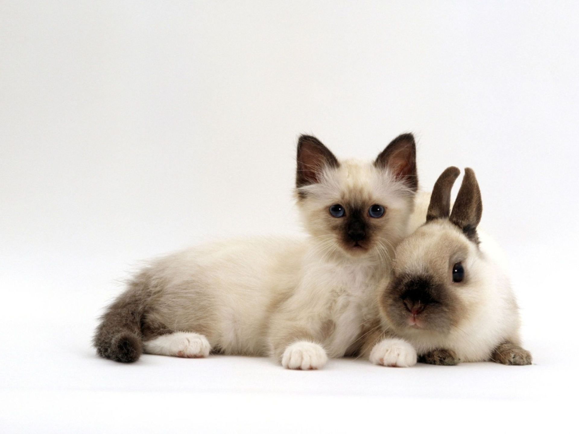 Kitten and bunny, 4k HD backgrounds, Cute duo, Adorable charm, 1920x1440 HD Desktop