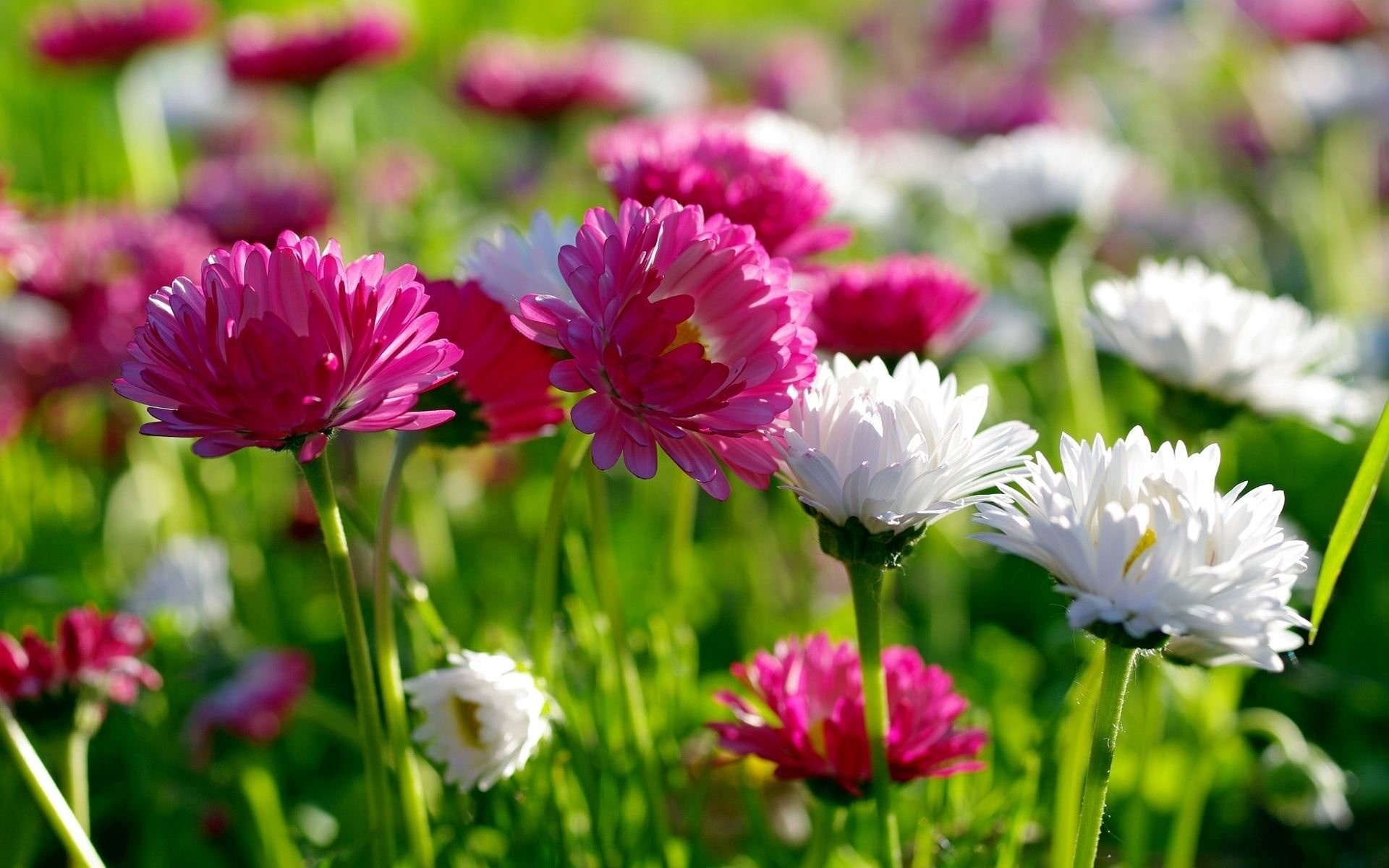 pink English daisies, white English daisies, sunlit spring meadow, HD Desktop wallpaper