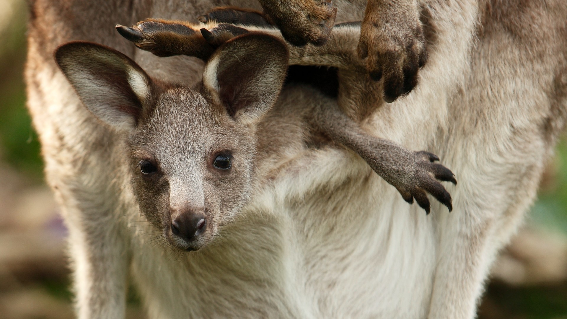 Baby, Kangaroos Wallpaper, 1920x1080 Full HD Desktop