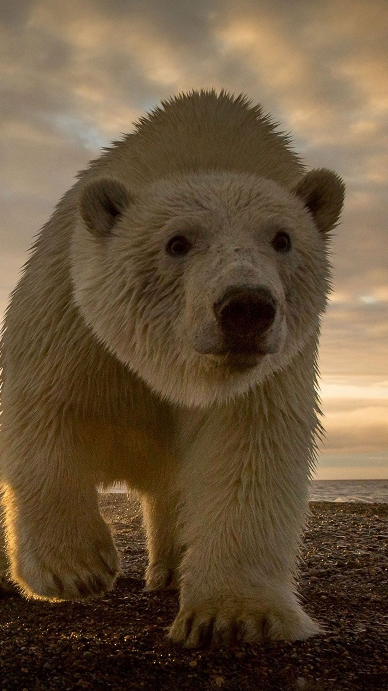 White polar bear wallpaper, iPhone and Android compatible, Animal lover's dream, Natural beauty, 1250x2210 HD Phone