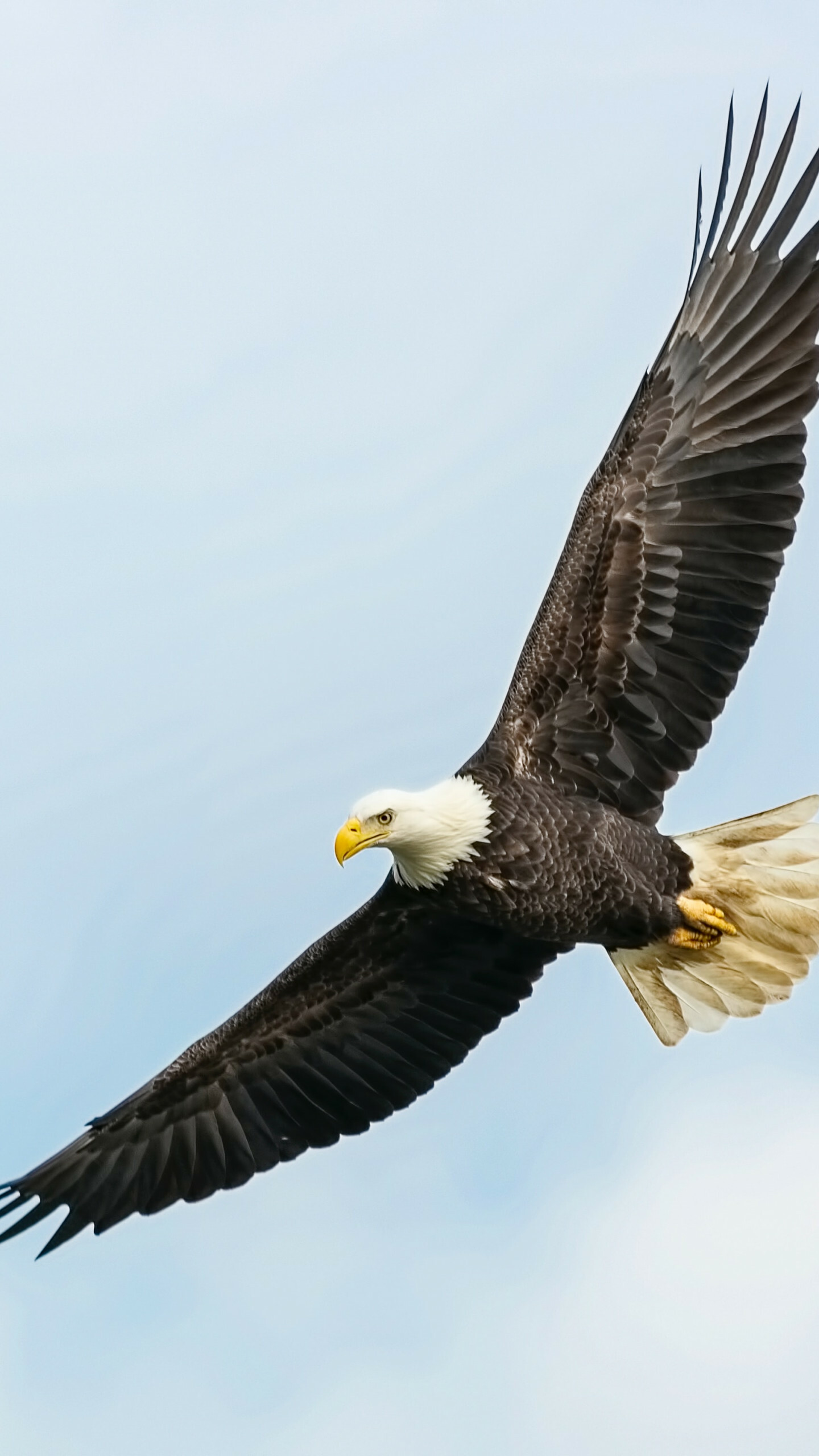Graceful flight, Piercing gaze, Feathers in motion, Sky-high hunter, 1440x2560 HD Phone