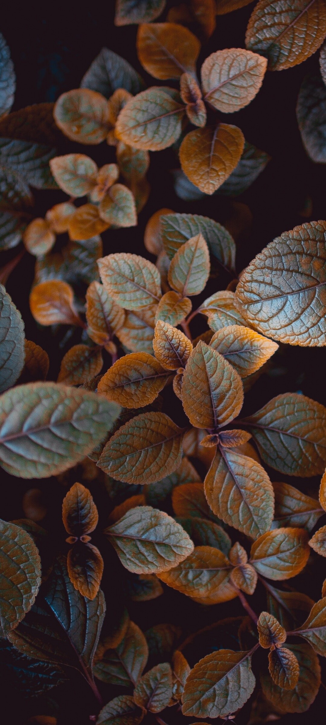 Leaves wallpaper 4k, Earthy tones, Botanical patterns, Natural beauty, 1080x2400 HD Phone