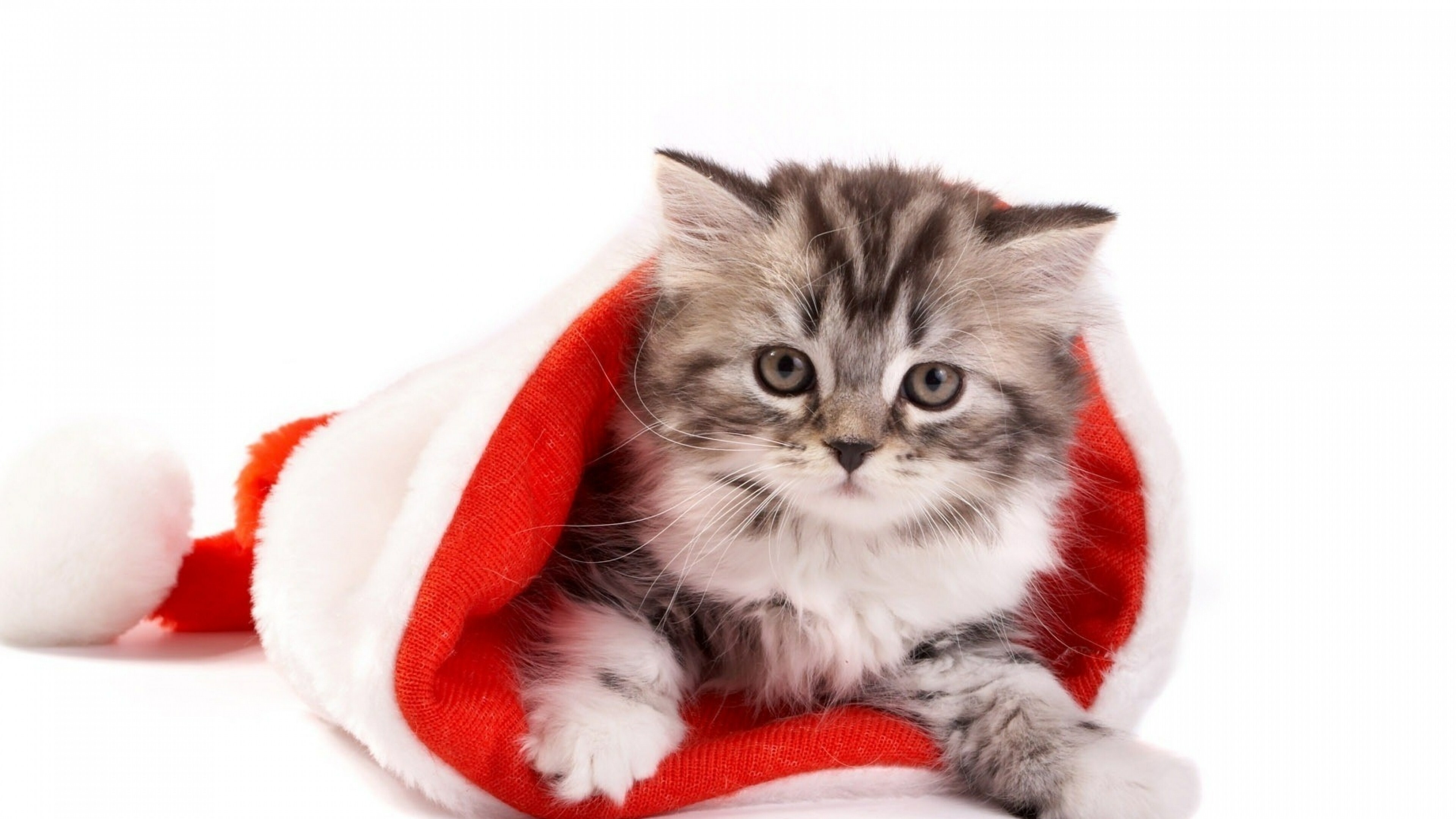 Christmas, Kittens Wallpaper, 3840x2160 4K Desktop