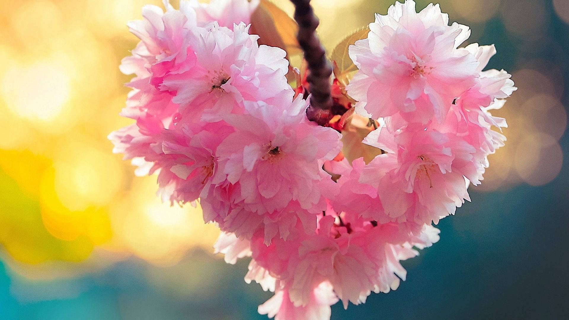 Heart-shaped cherry blossom, Double cherry blossom cluster, Golden bokeh background, Full HD Desktop wallpaper