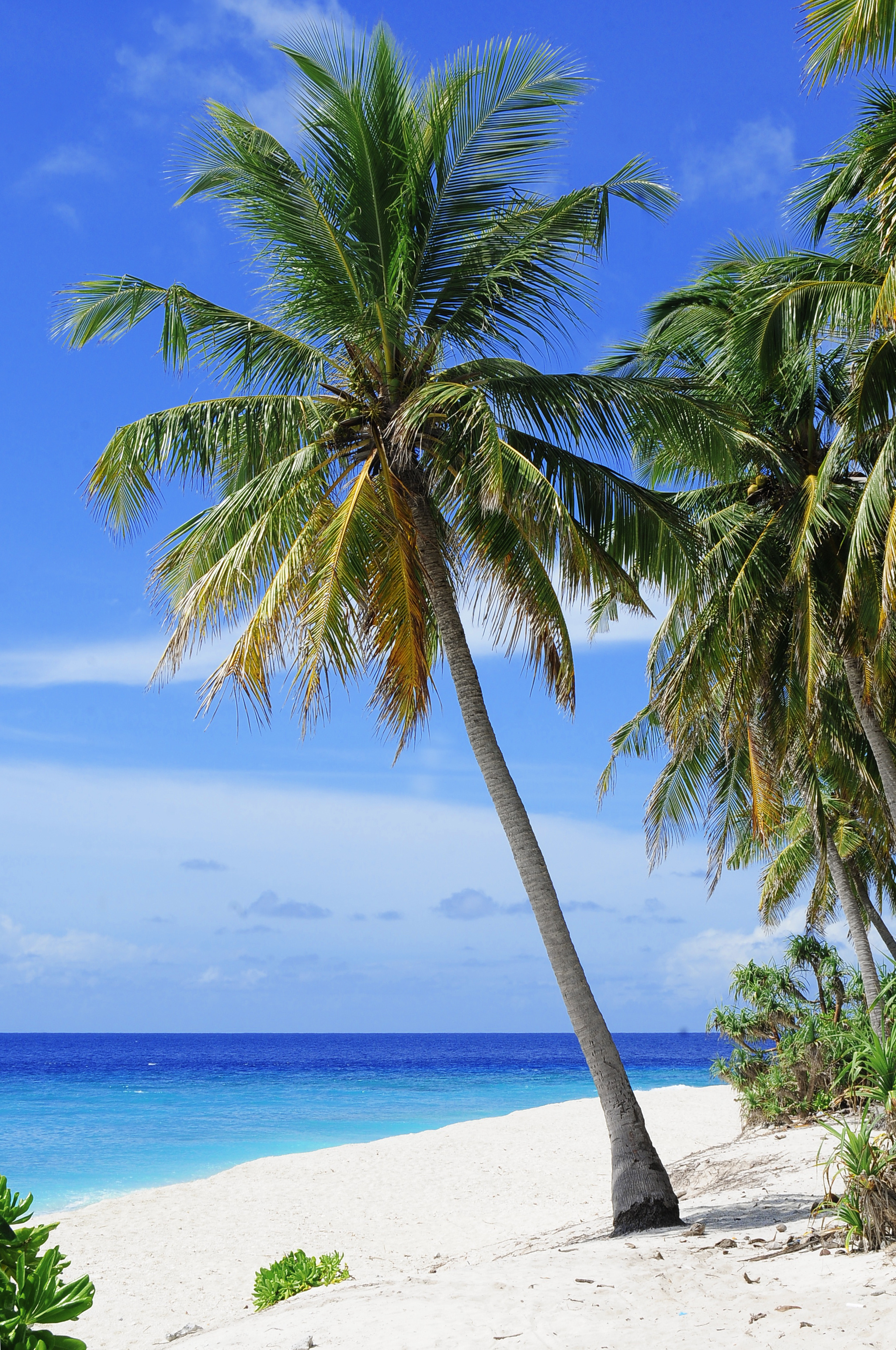 Leaning coconut palm tree, White sand beach, Turquoise tropical ocean, HD Phone wallpaper