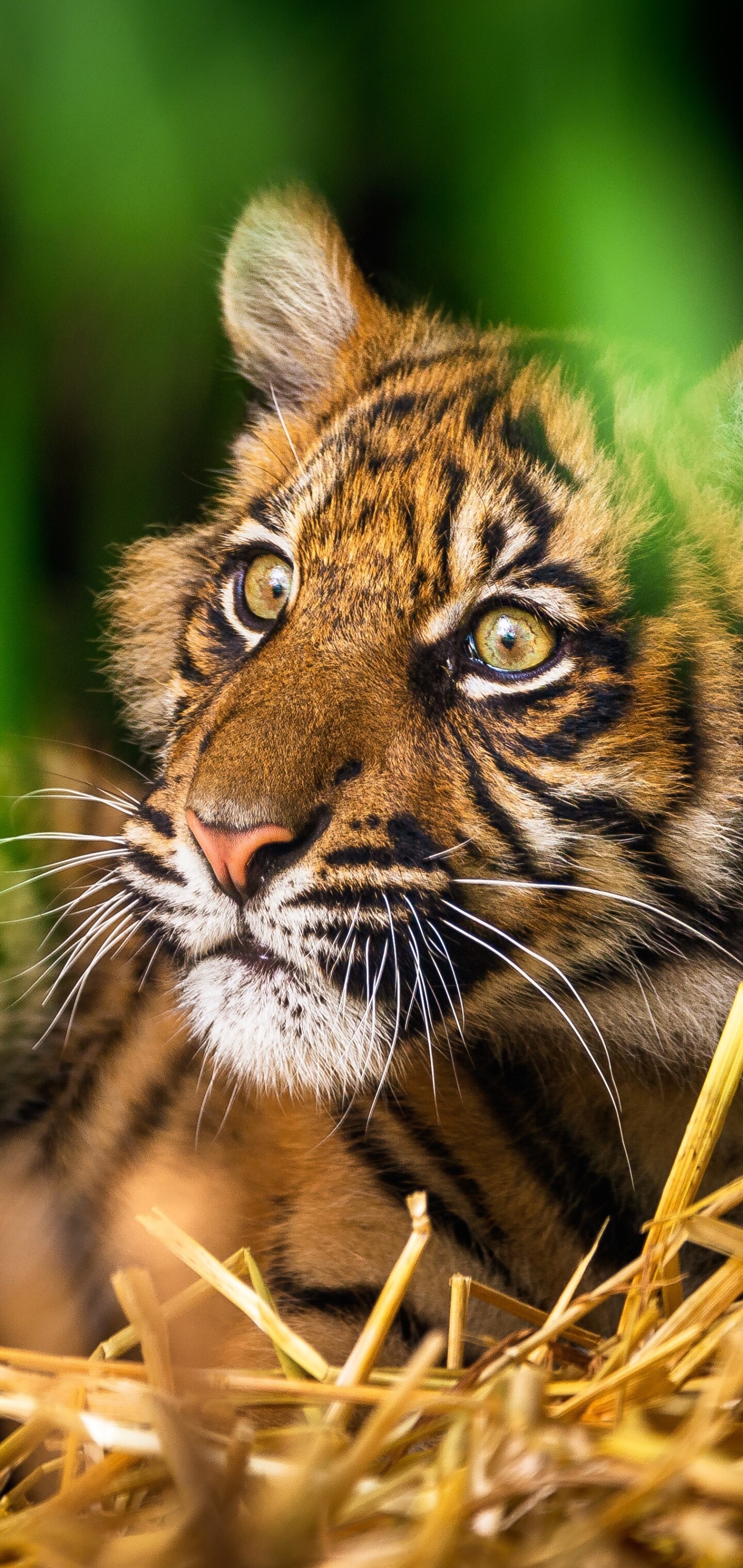 Sumatran, Tiger Cub Wallpaper, 1440x3040 HD Phone