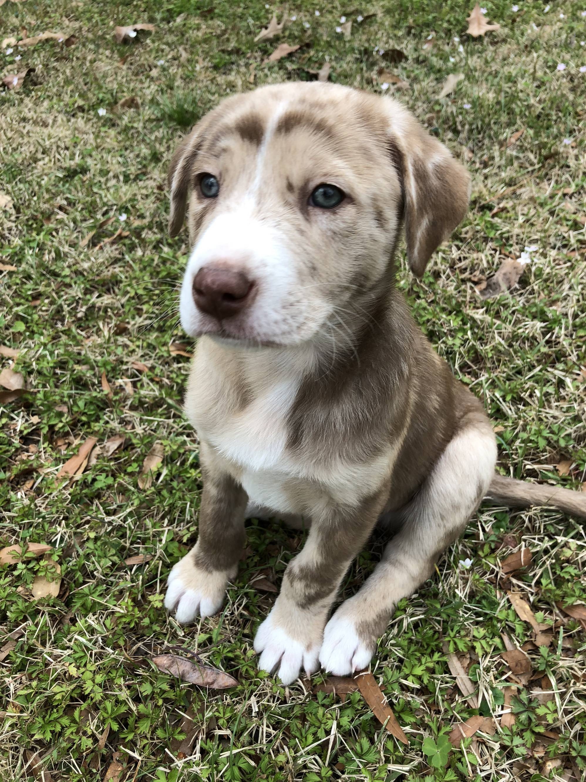 Special Agent Cooper, Proud aussiedor, Imgur gallery, Admired hybrid, 2000x2670 HD Phone