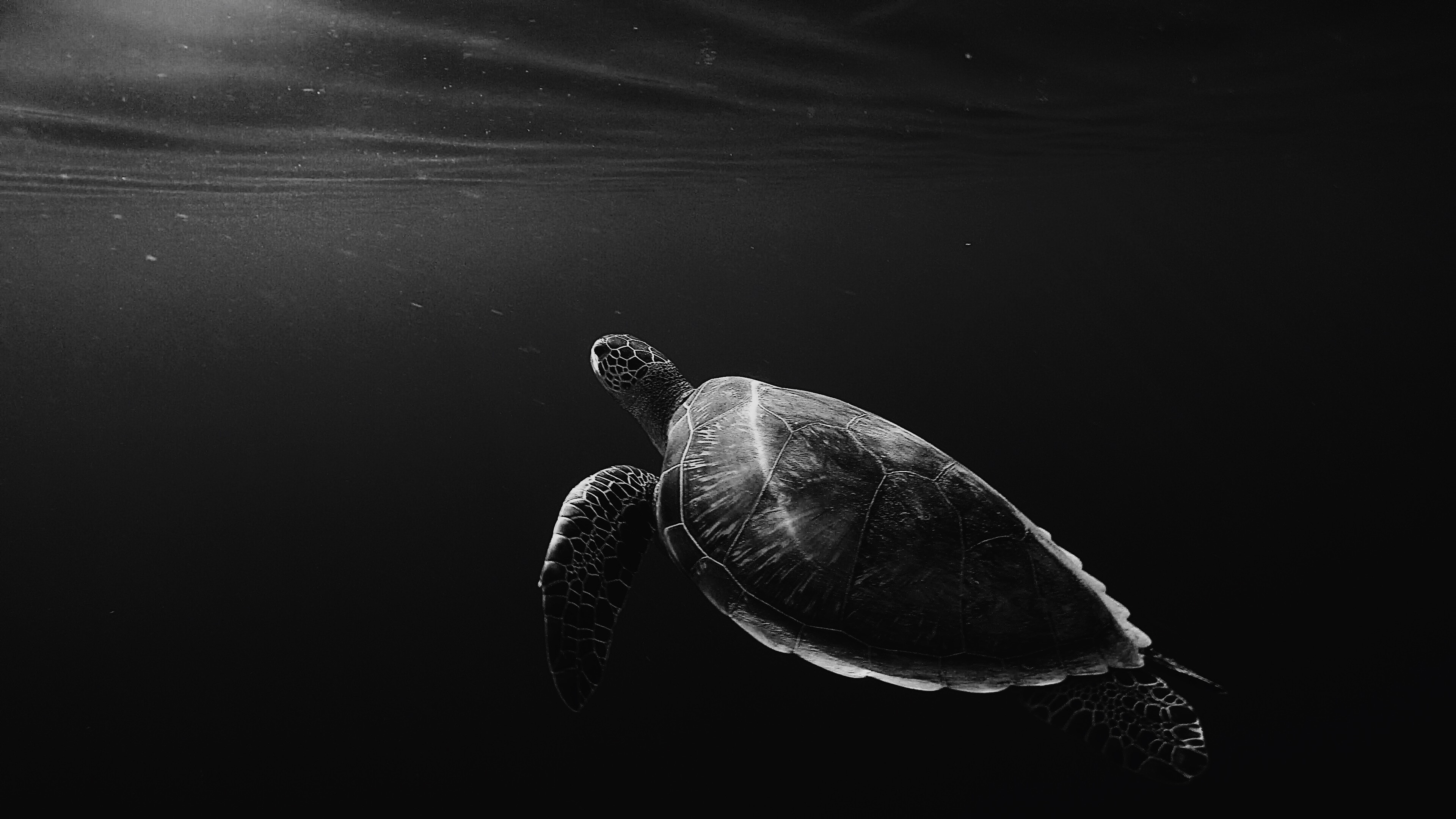 Turtle 4K ultra, Wallpaper, 3840x2160 4K Desktop