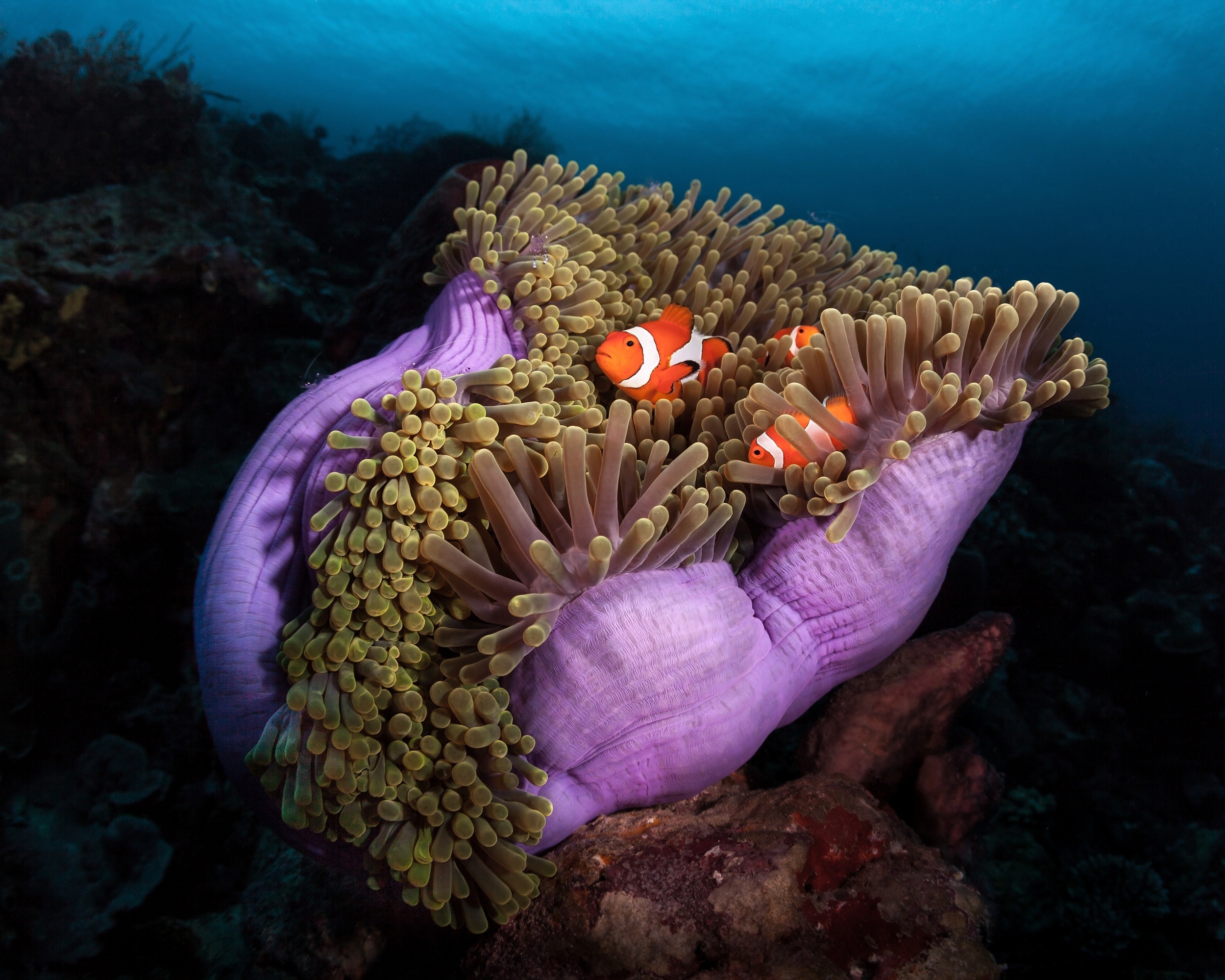 Clownfish pair, Purple-based sea anemone, Yellow tentacle crown, Dark reef wall, HD Desktop wallpaper