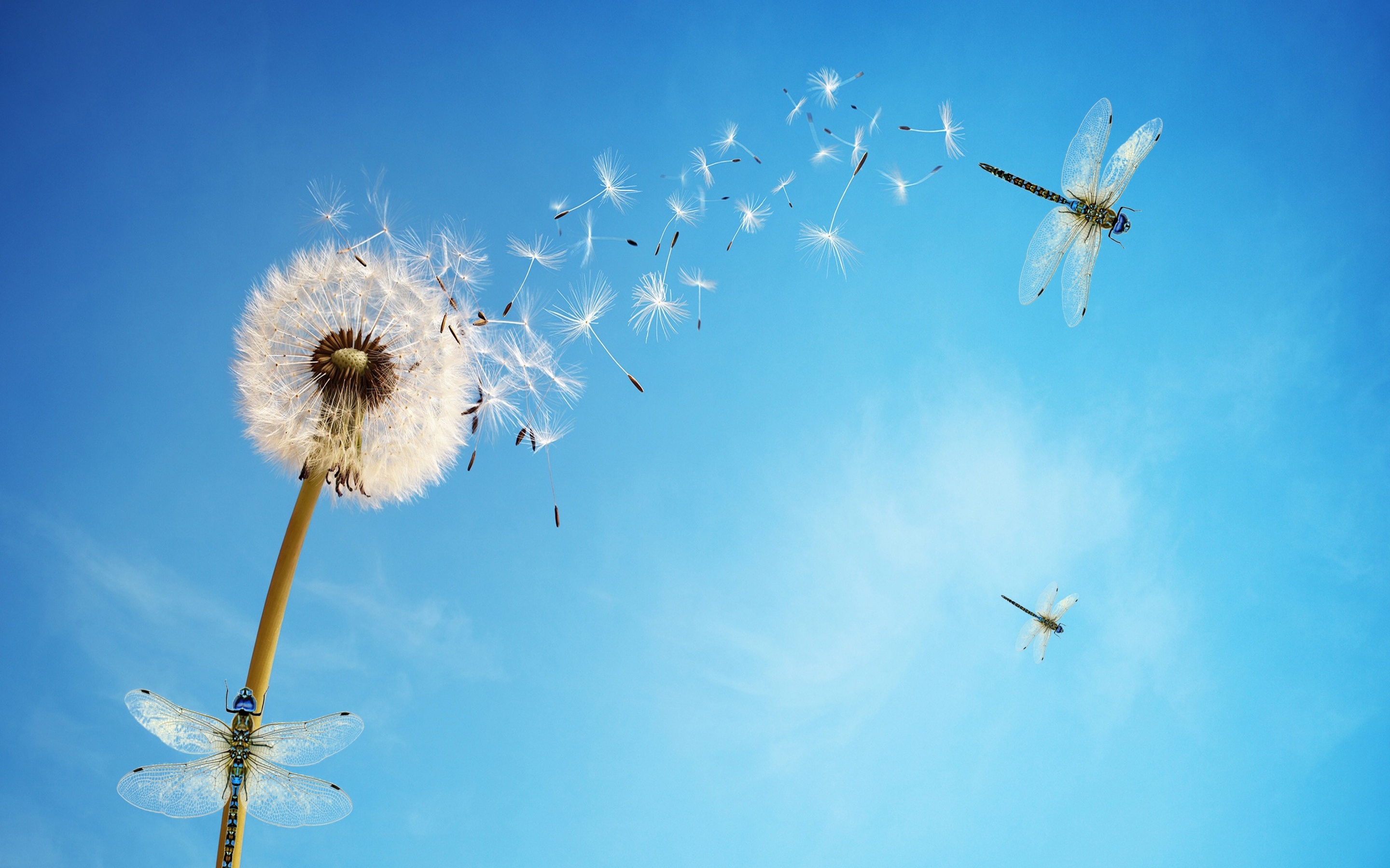 Dandelion flower, Dragonflies, Beautiful nature, White flower, 2880x1800 HD Desktop