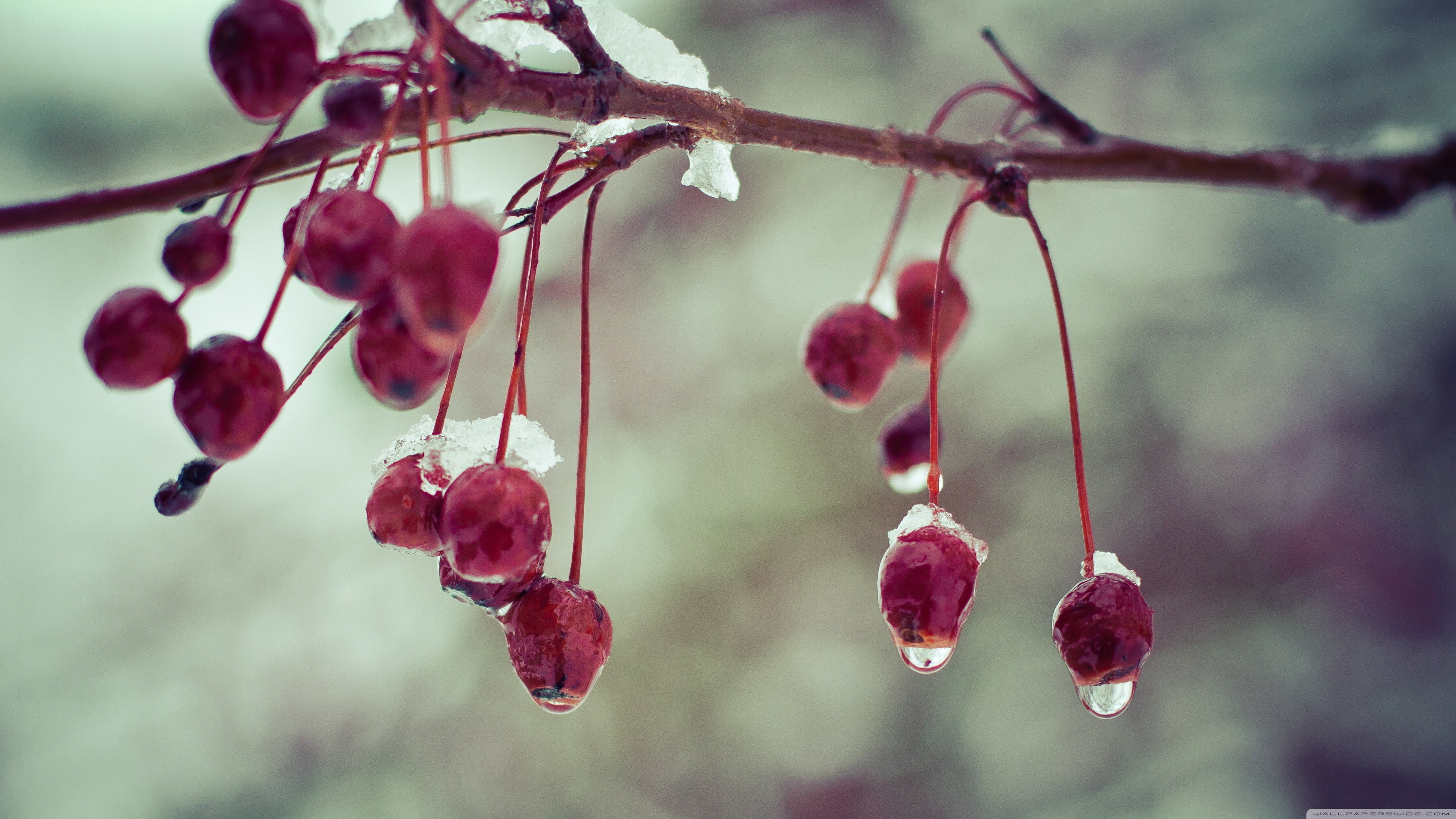 Round red fruits, Berries plants, HD wallpaper, Nature, 3840x2160 4K Desktop