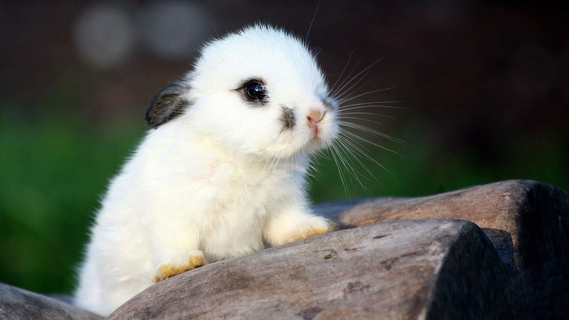 Fluffy white baby bunny, Weathered wooden log, Blurred outdoor background, Full HD Desktop wallpaper