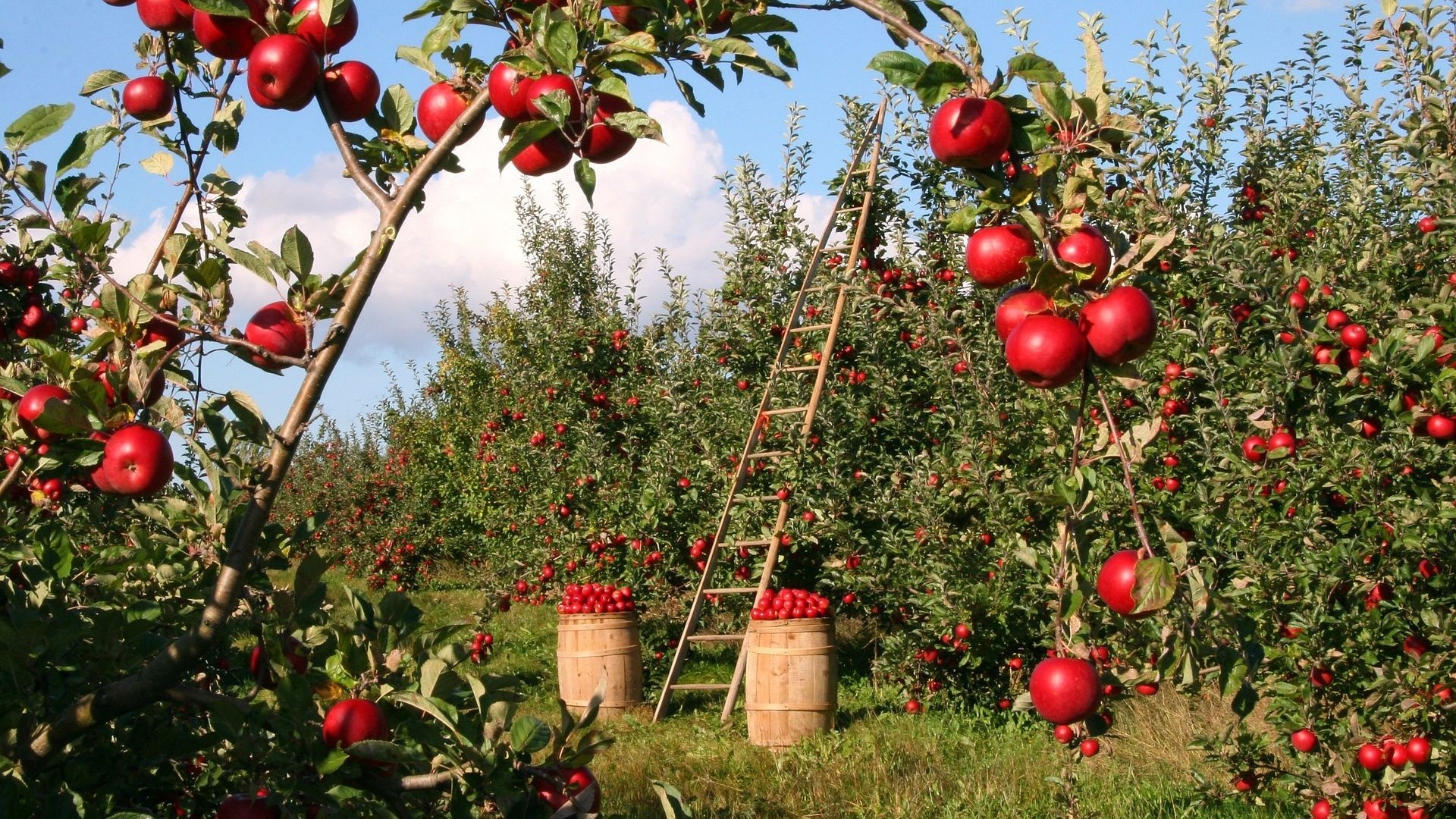 Apple Tree, Garden wallpapers, Nature, 1920x1080 Full HD Desktop