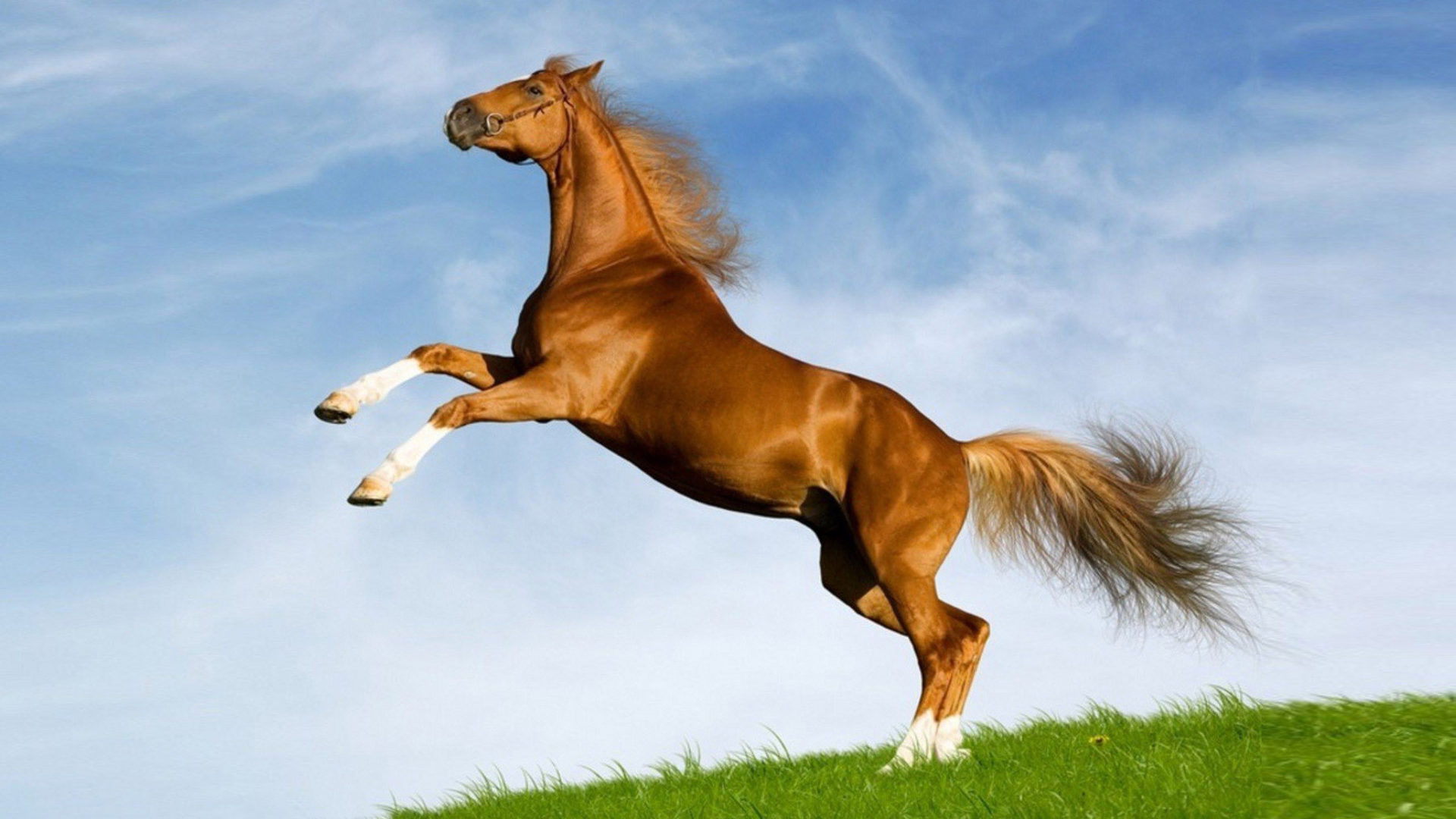 Mustang, Horses Wallpaper, 1920x1080 Full HD Desktop