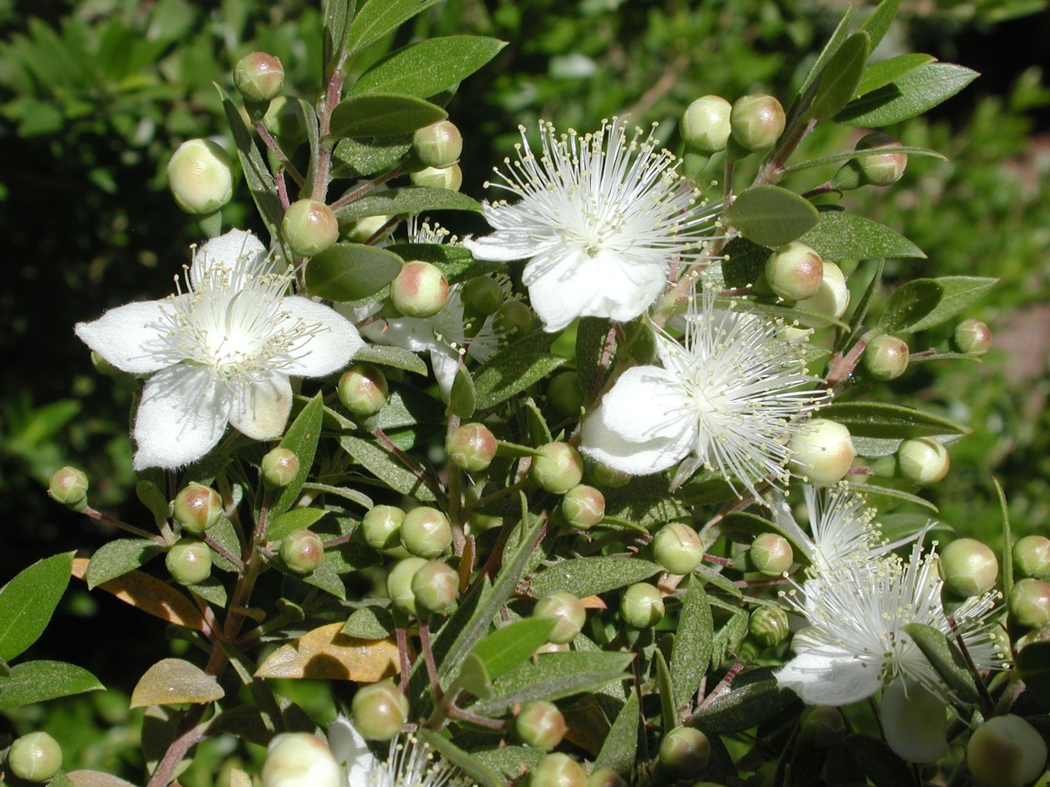 Myrtle Herb, Shrubs for sale, Tree options, Garden landscaping, 2050x1540 HD Desktop