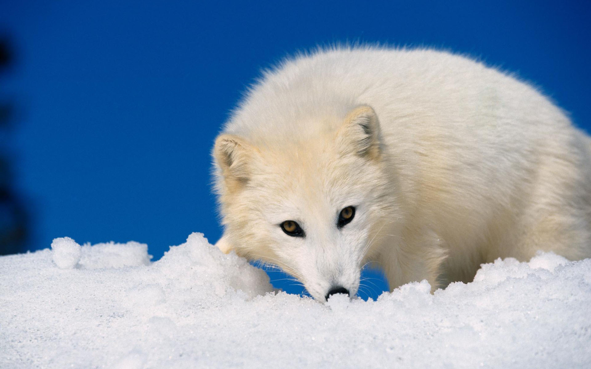 Arctic fox marvel, Stunning wallpaper, Wondrous creature, Arctic vibes, 1920x1200 HD Desktop