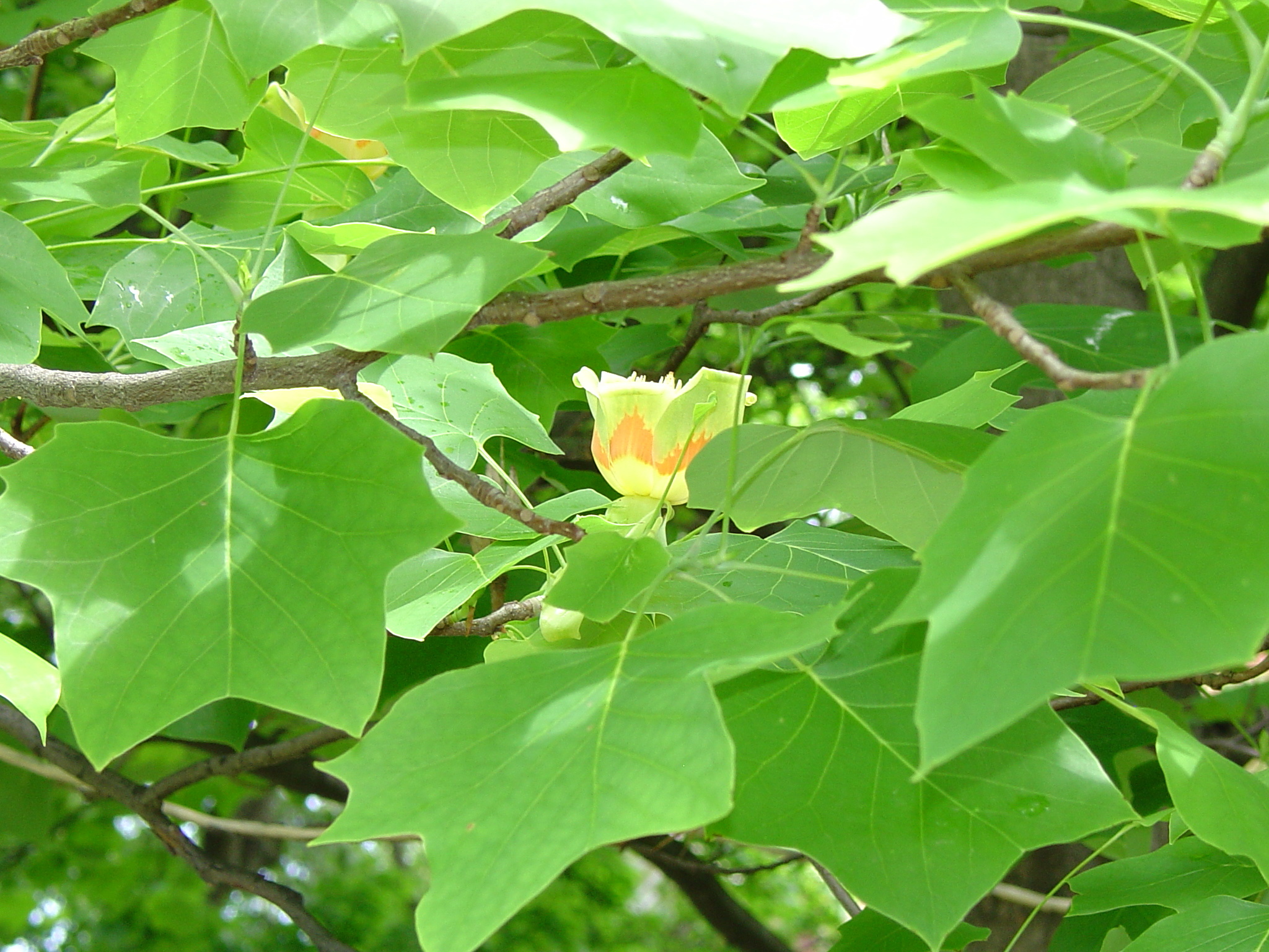 Tulip Poplar, Cultivars, Hugh Conlon, 2050x1540 HD Desktop