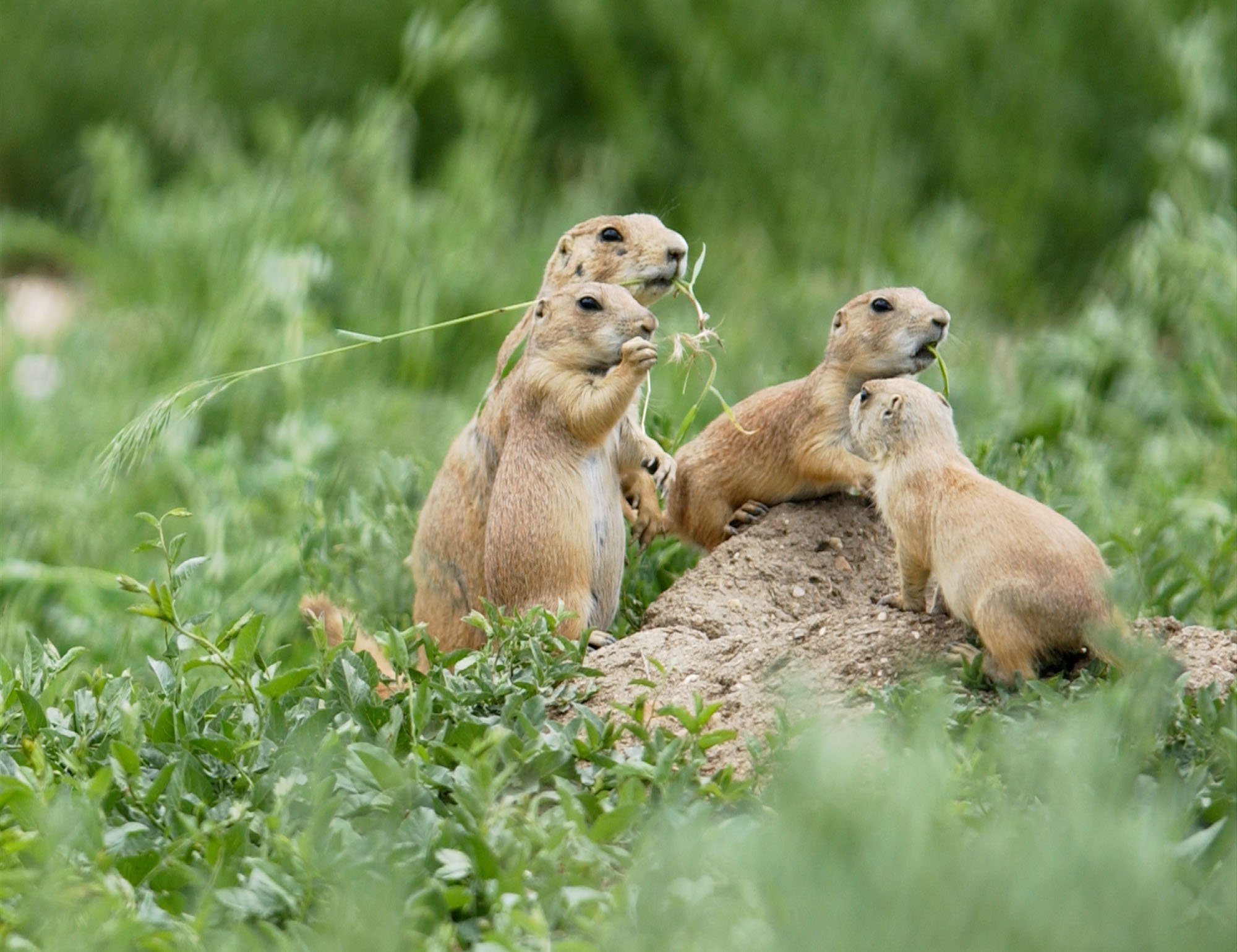 Prairie Dog, Closeup, Nature, Jooinn, 2000x1540 HD Desktop