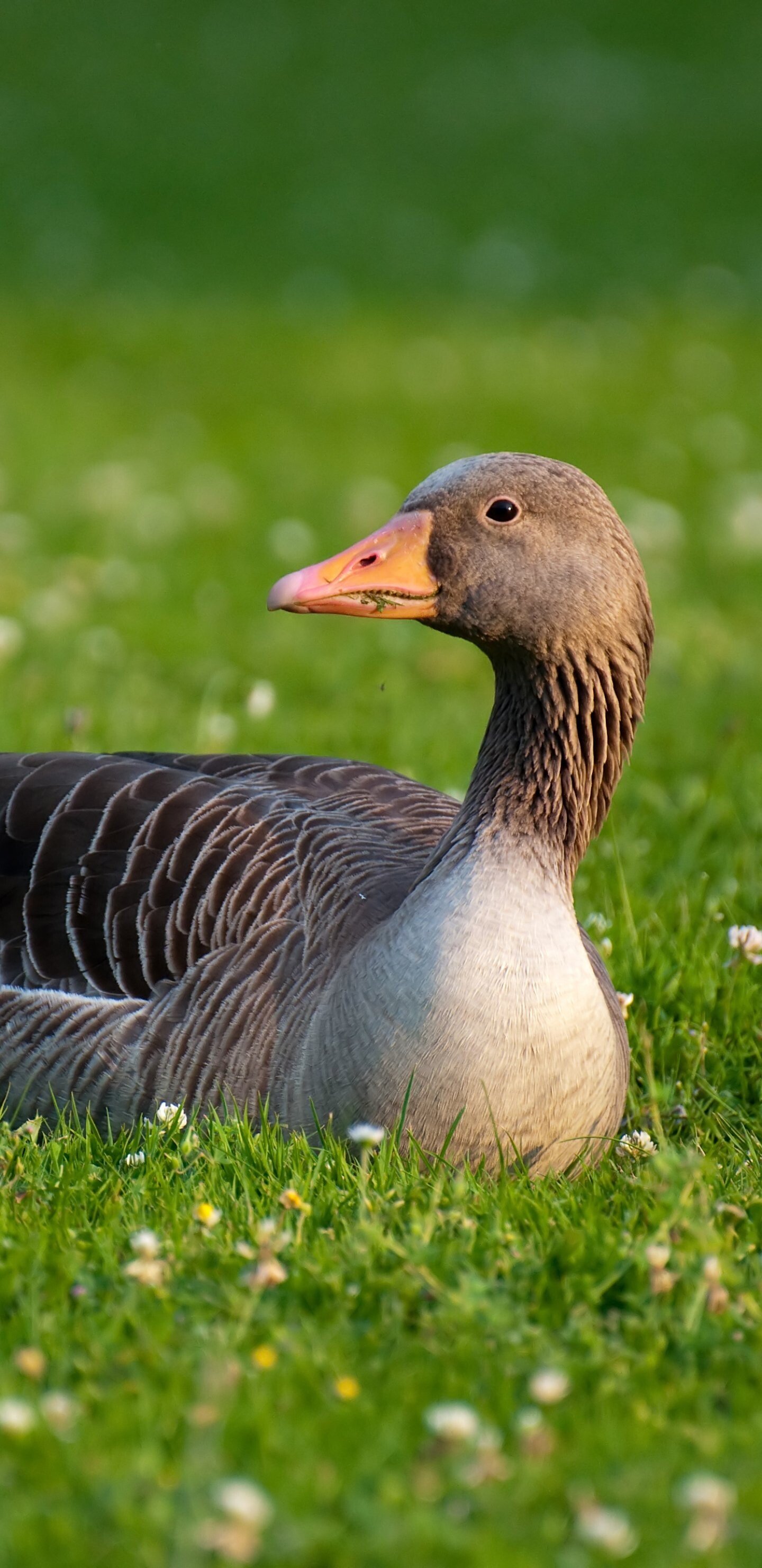 Captivating animal, Feathered wonder, Beautiful goose, Natural splendor, 1440x2960 HD Phone