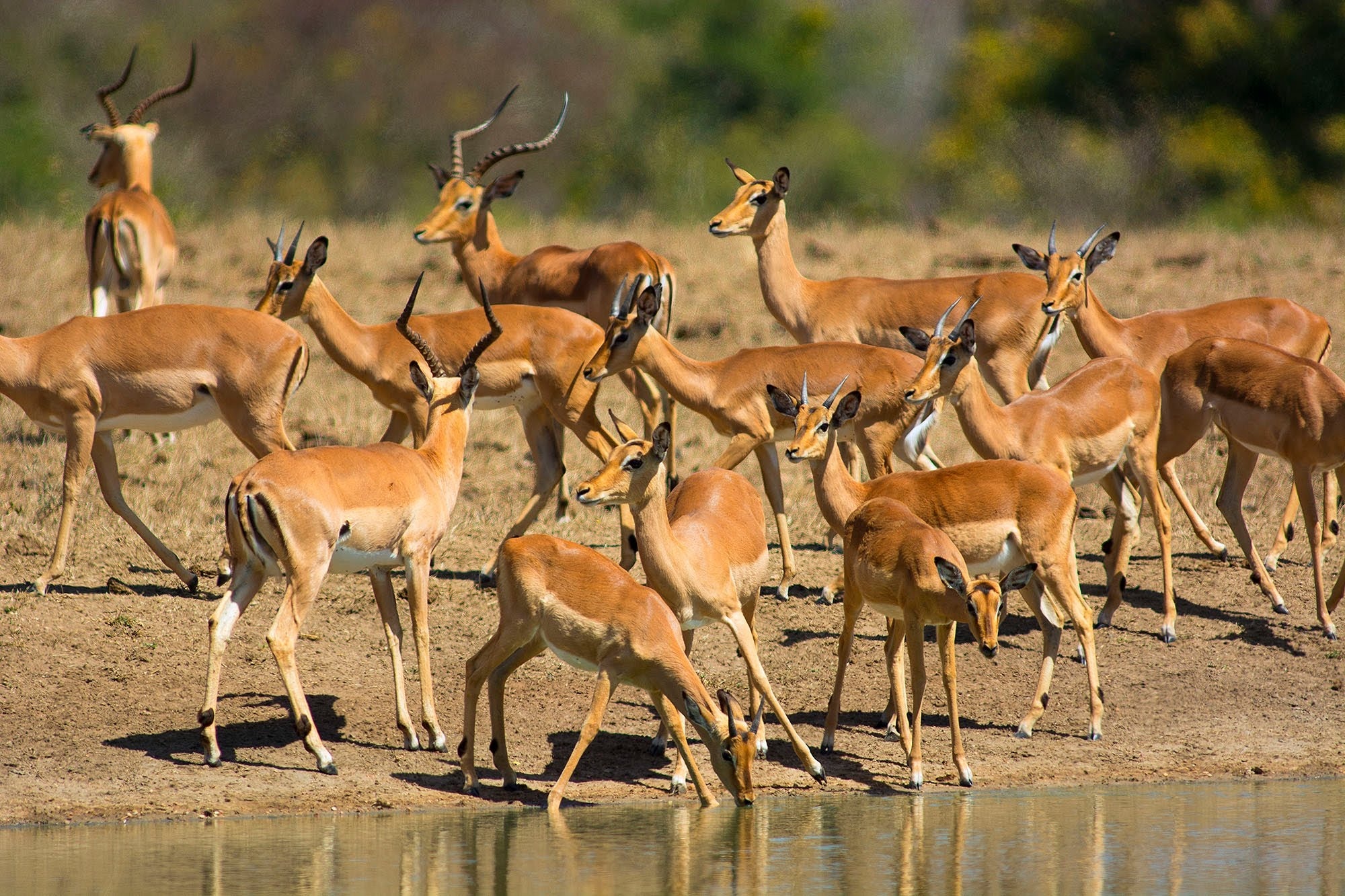 African animals, High definition, 2000x1340 HD Desktop