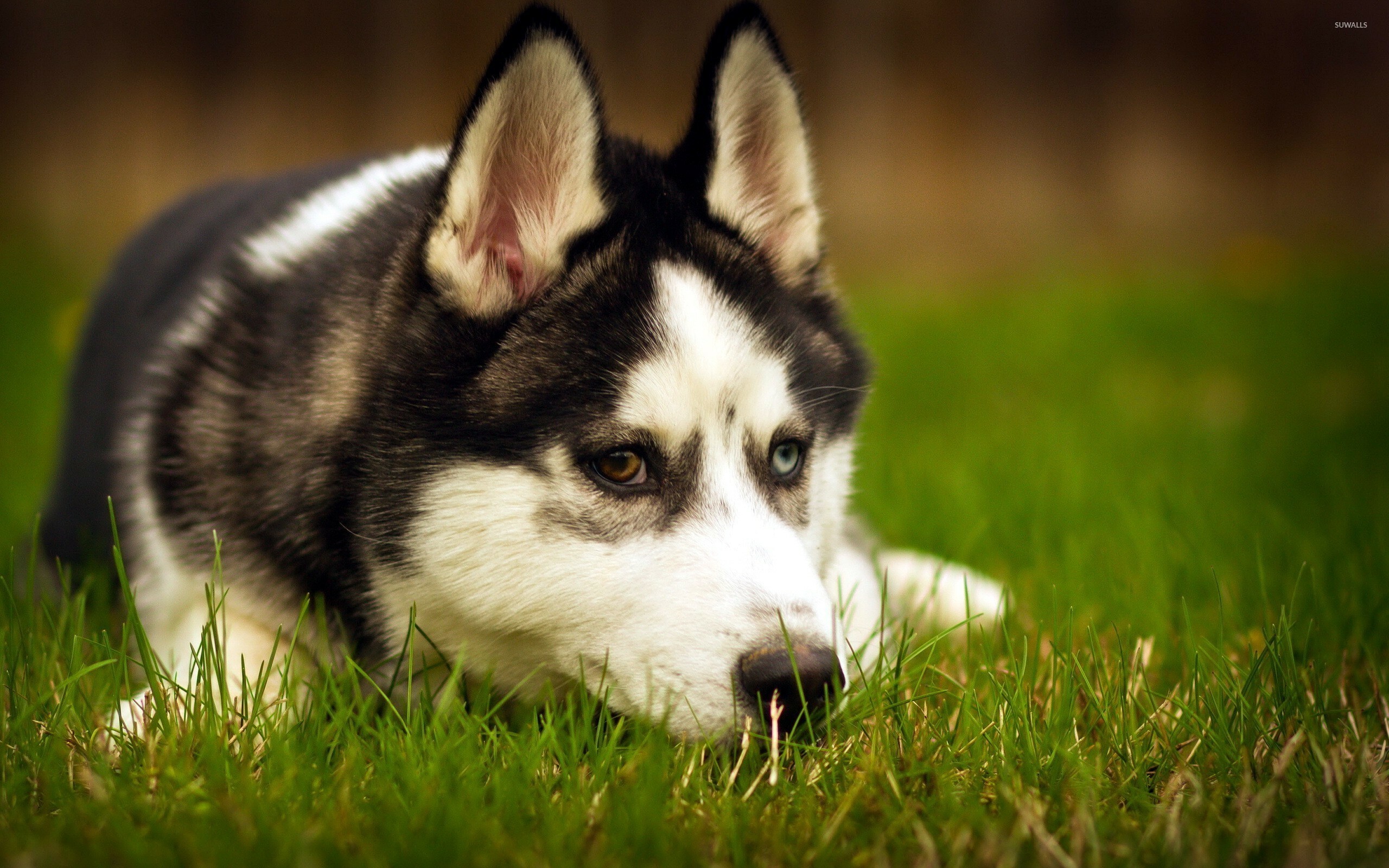 Heterochromia, Siberian Huskies Wallpaper, 2560x1600 HD Desktop